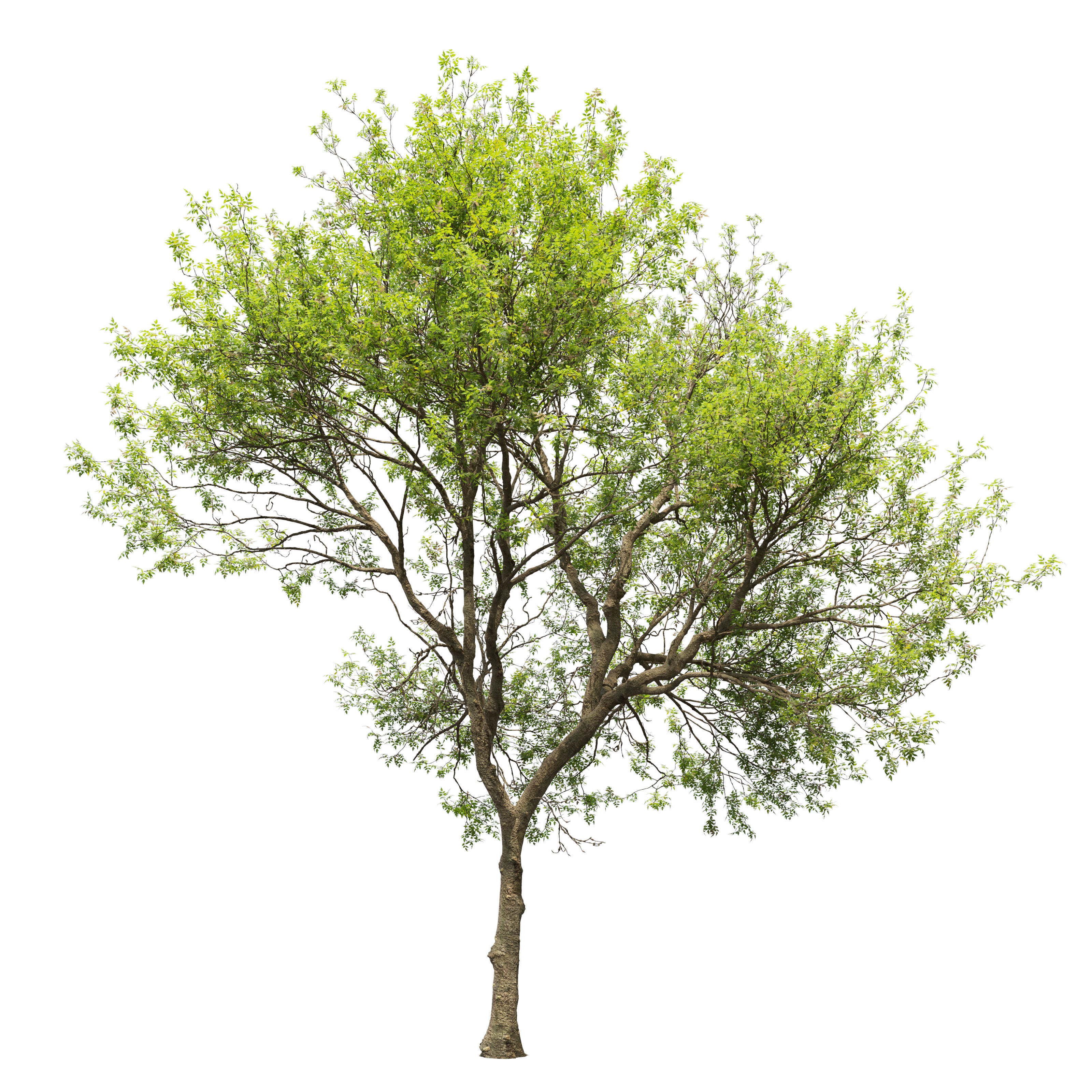Fraxinus mandschurica 04 3D model_1