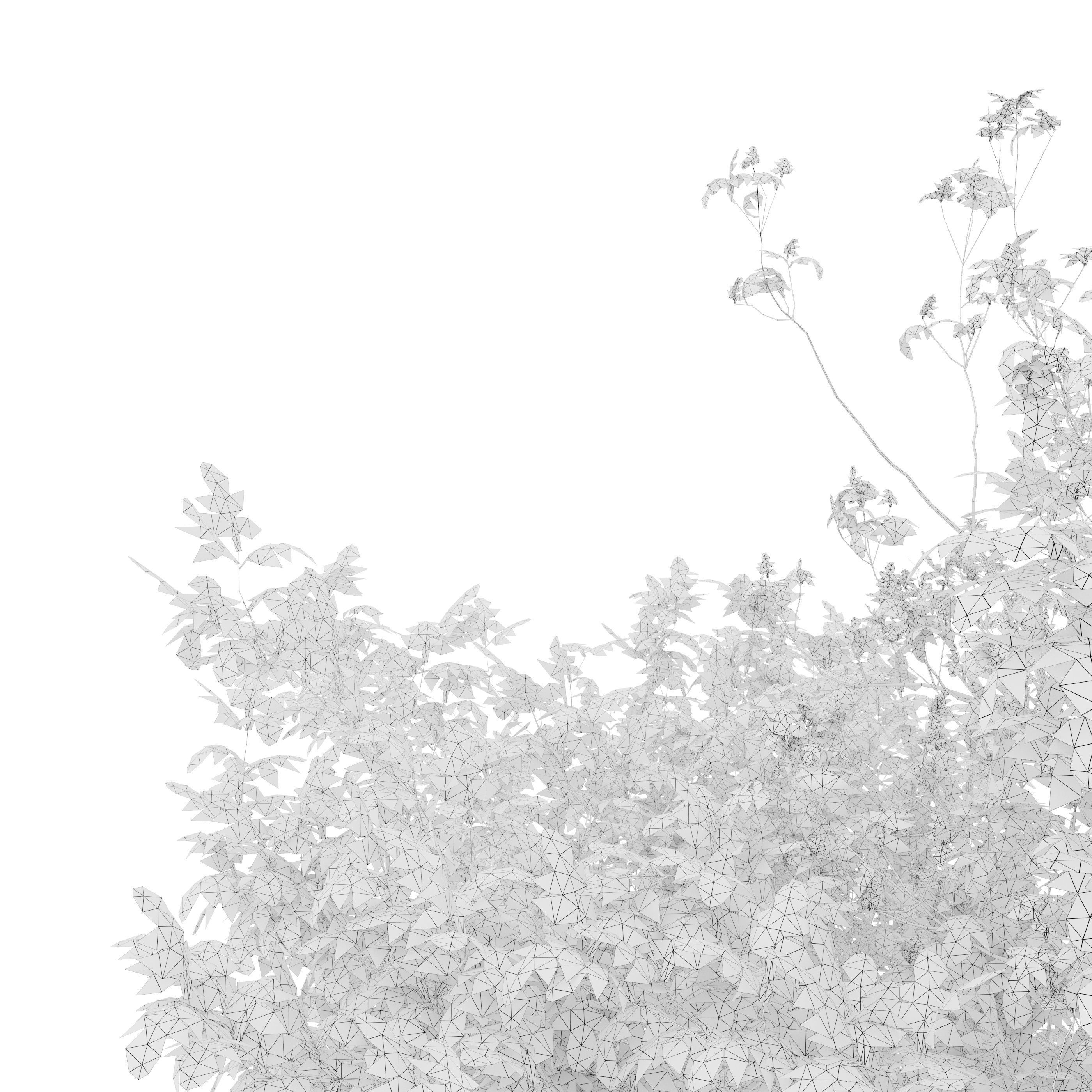 Fraxinus mandschurica 04 3D model_5