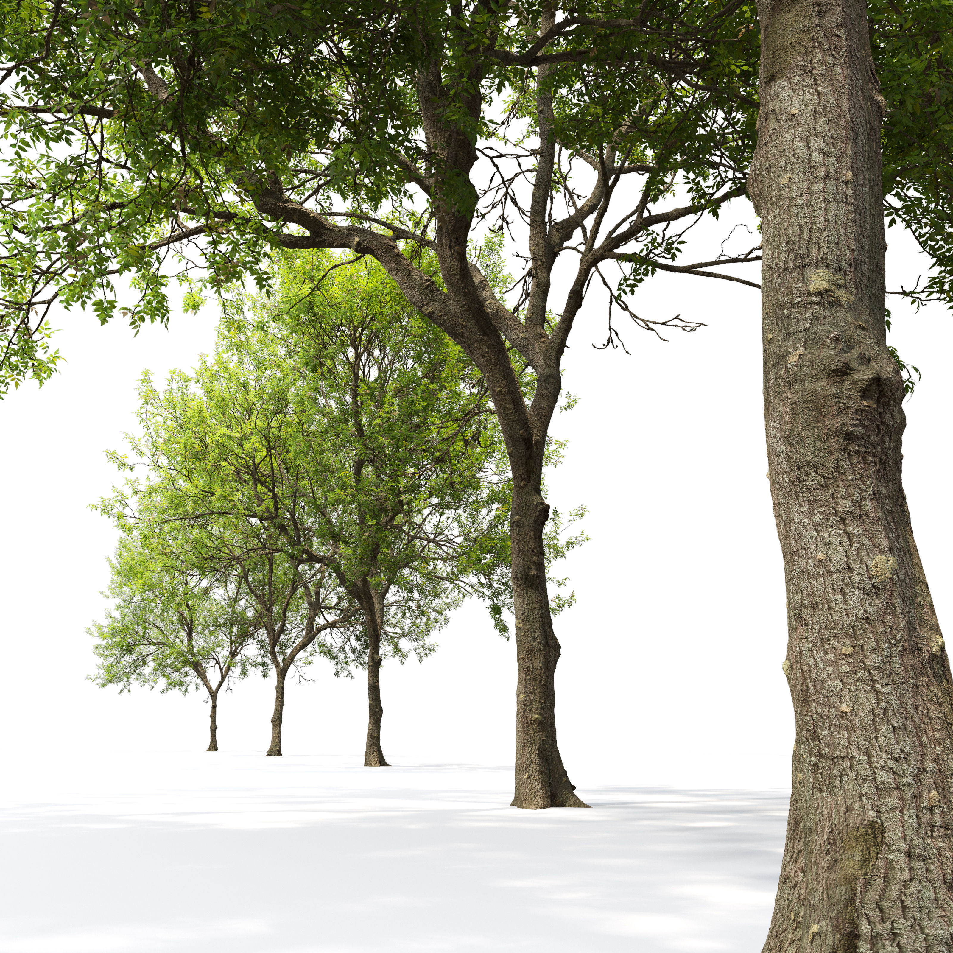 Fraxinus mandschurica 04 3D model_3