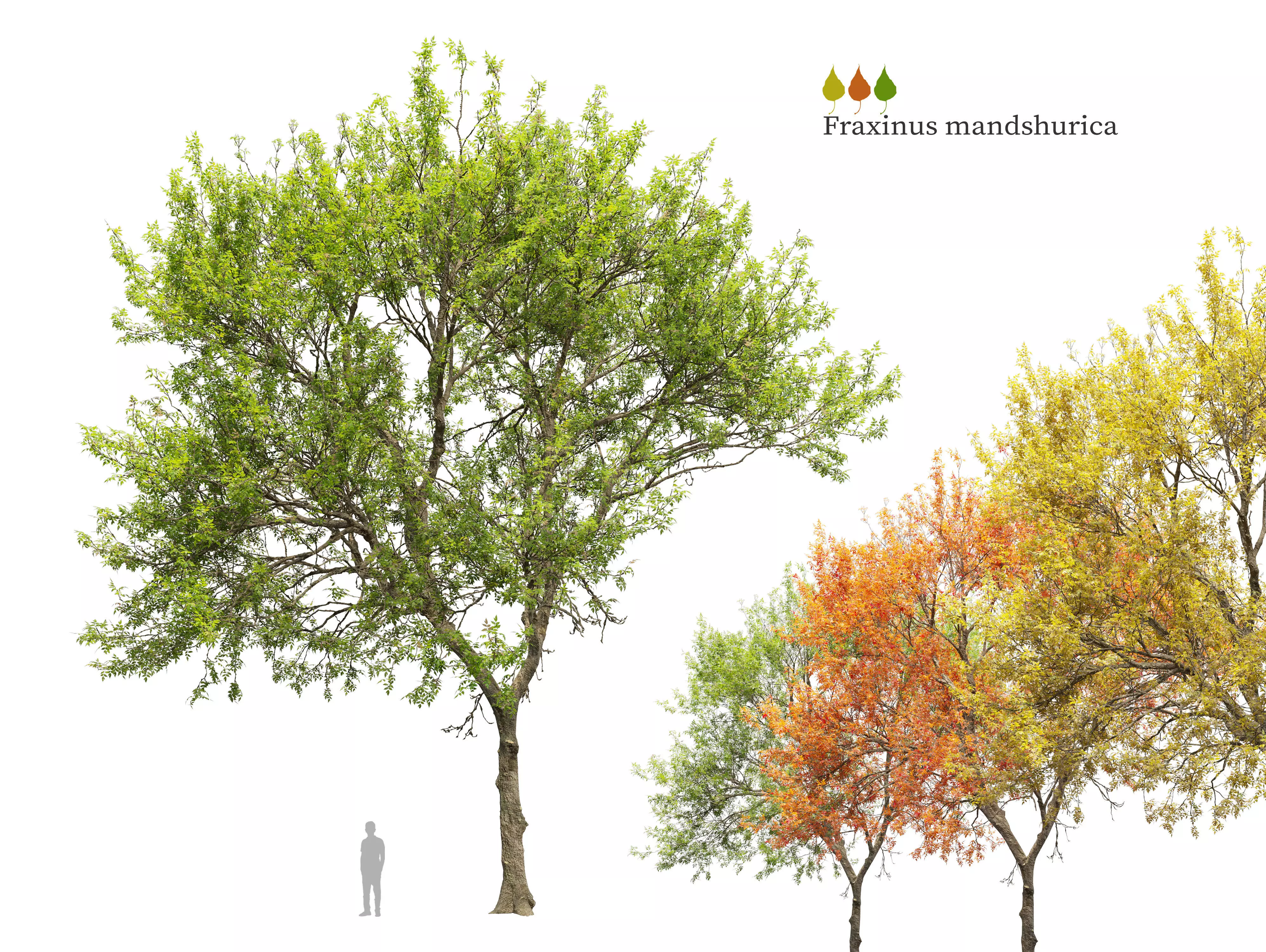 Fraxinus mandschurica 04 3D model_0