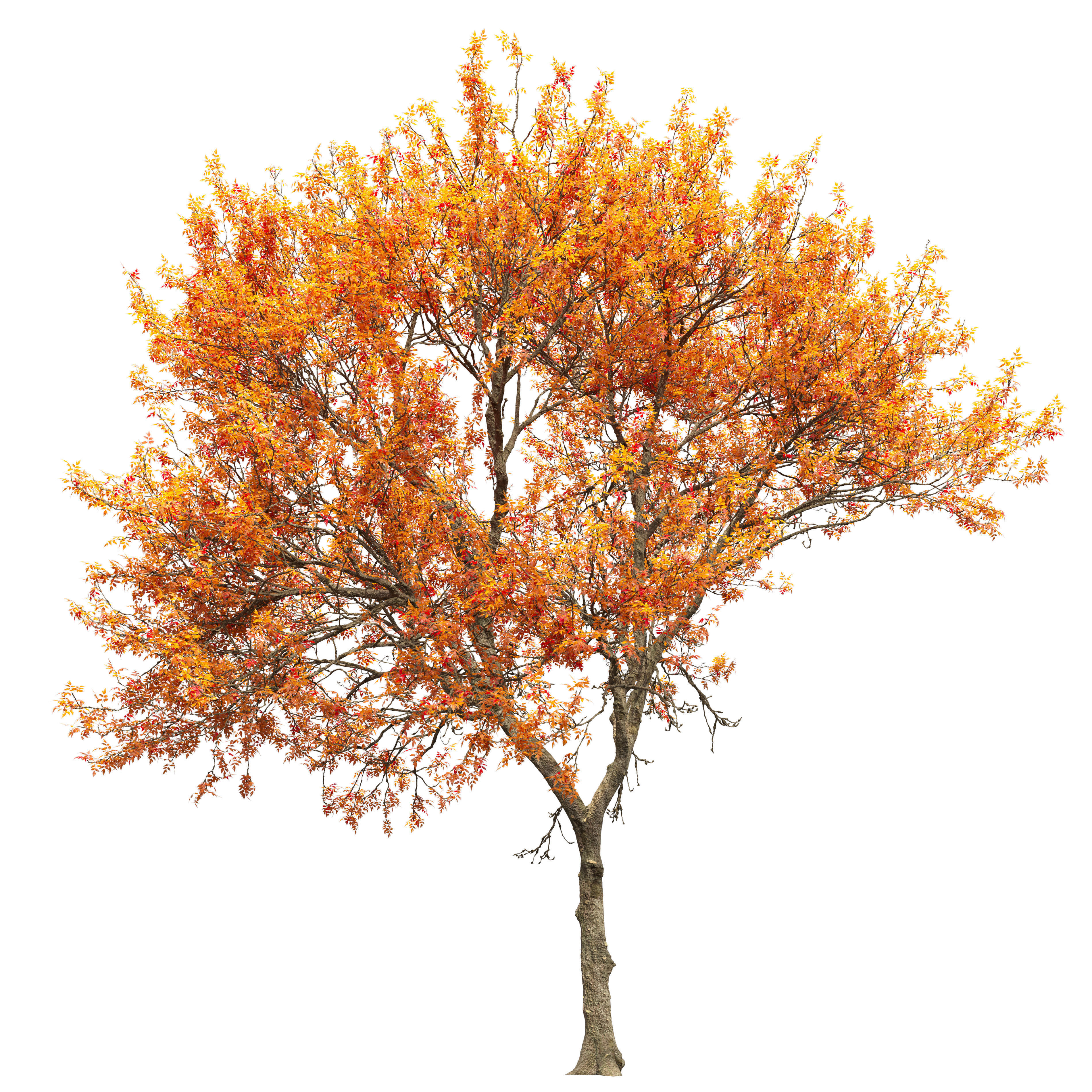Fraxinus mandschurica 04 3D model_2