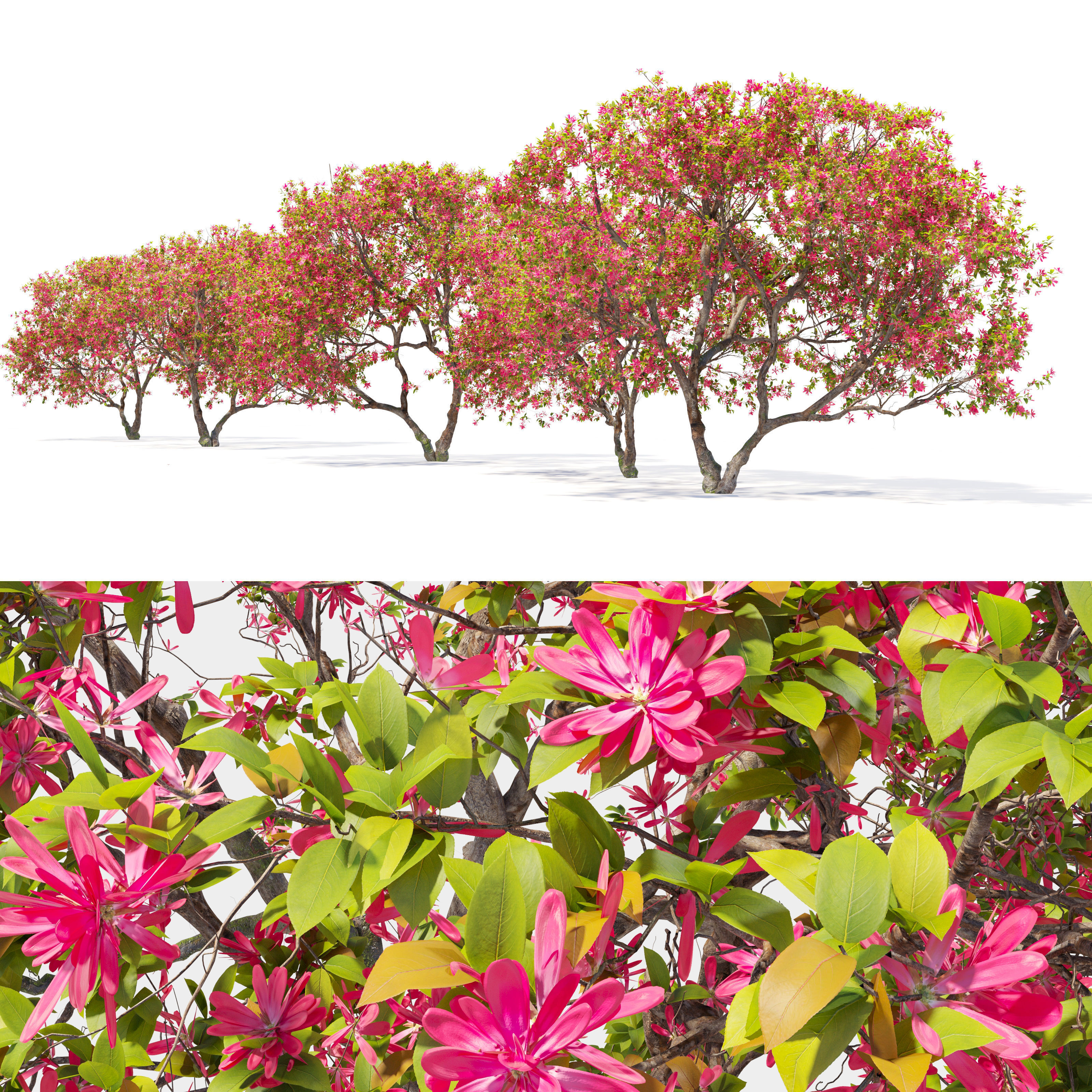 Flowering crab apple 3D model_2