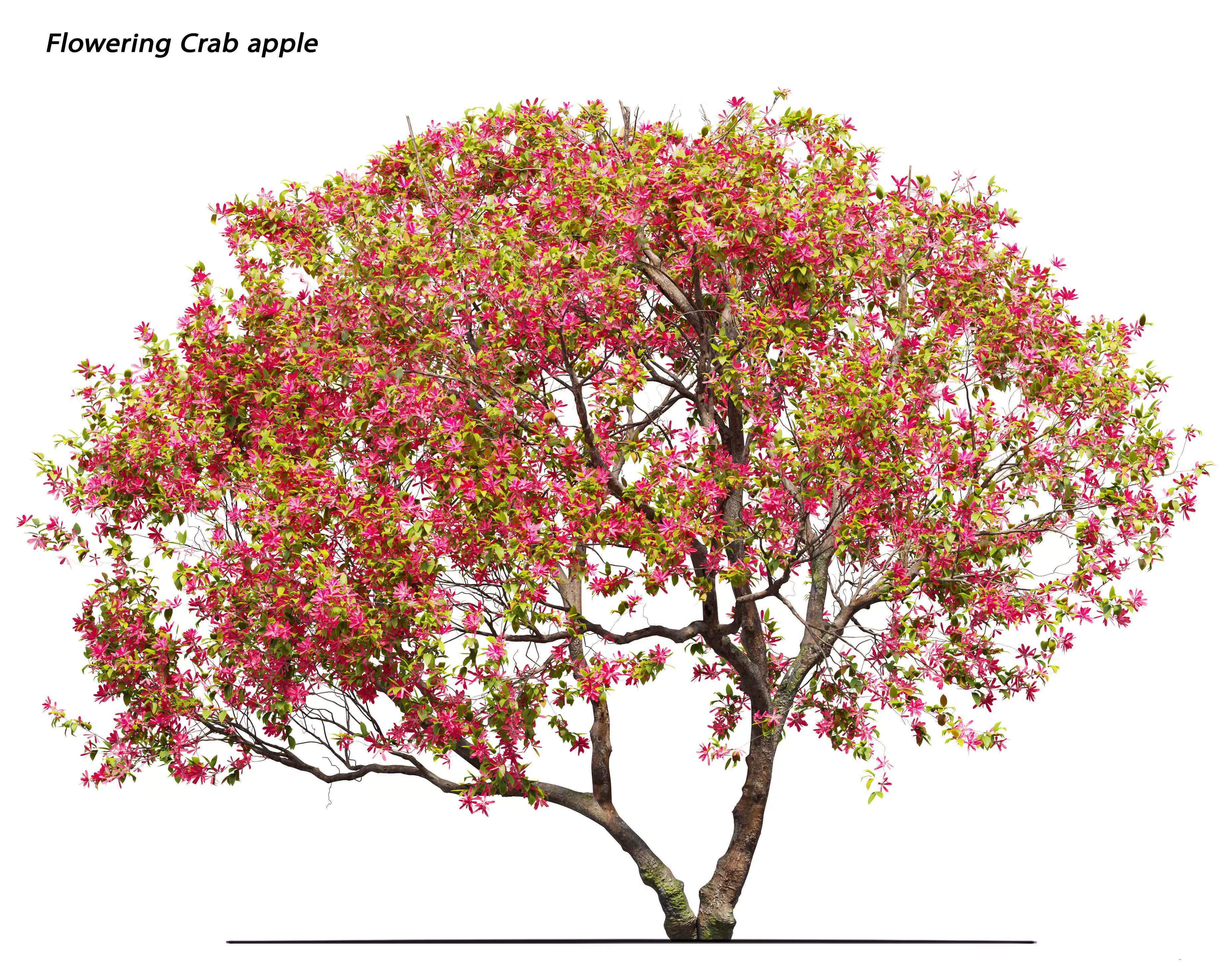 Flowering crab apple 3D model_0