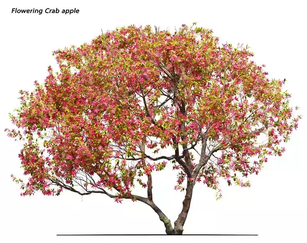 Flowering crab apple 3D model