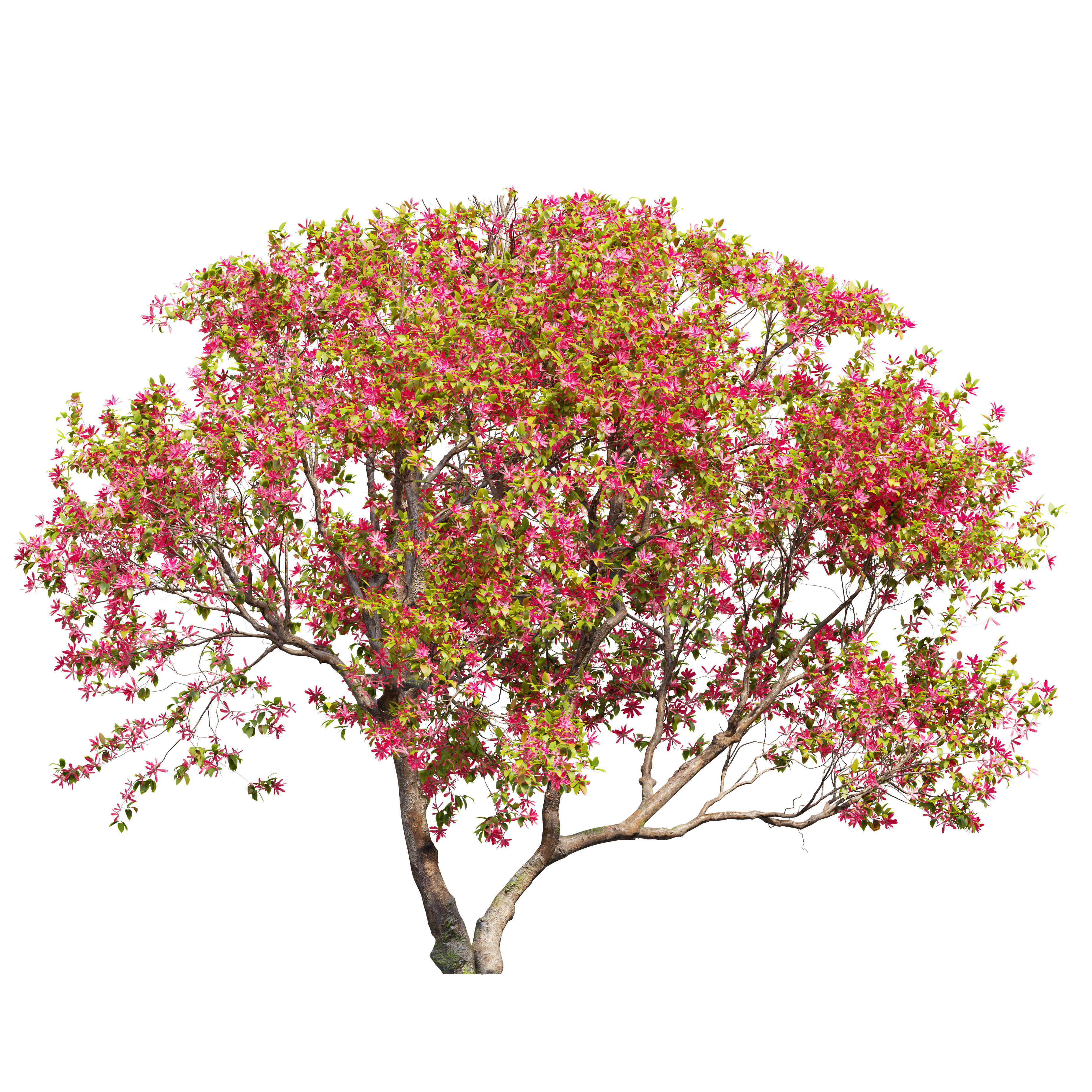 Flowering crab apple 3D model_1