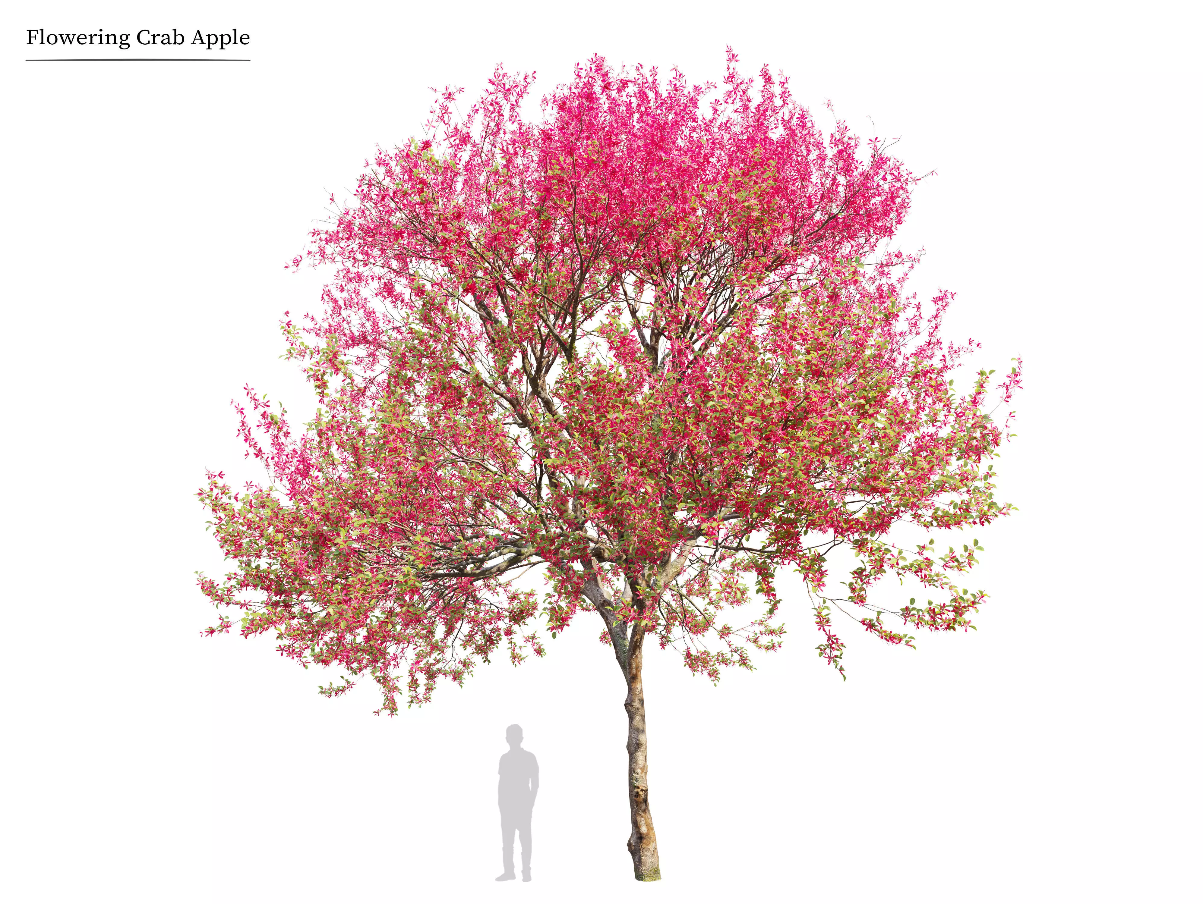 Flowering crab apple 03 3D model