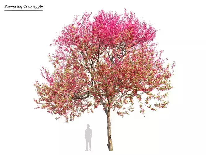 Flowering crab apple 03