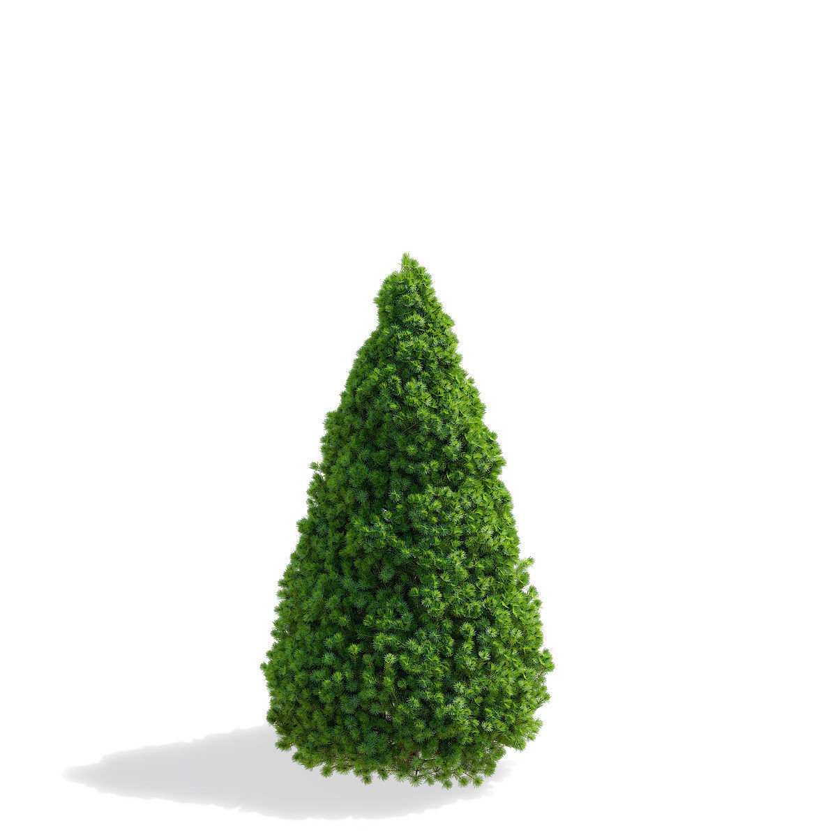 Picea glauca Conica 3D model_6