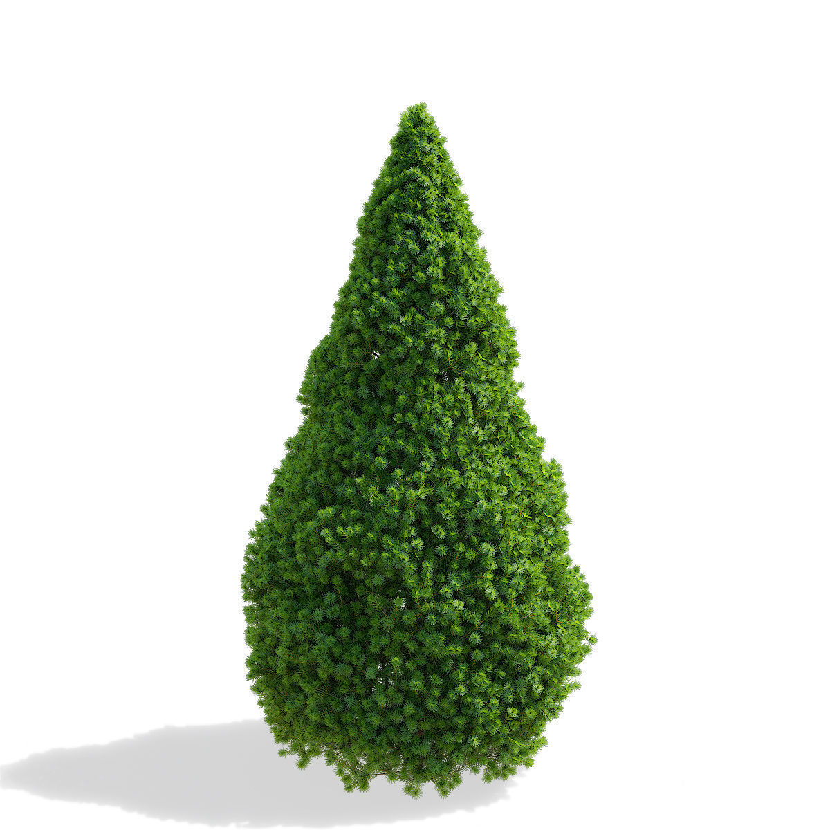 Picea glauca Conica 3D model_5