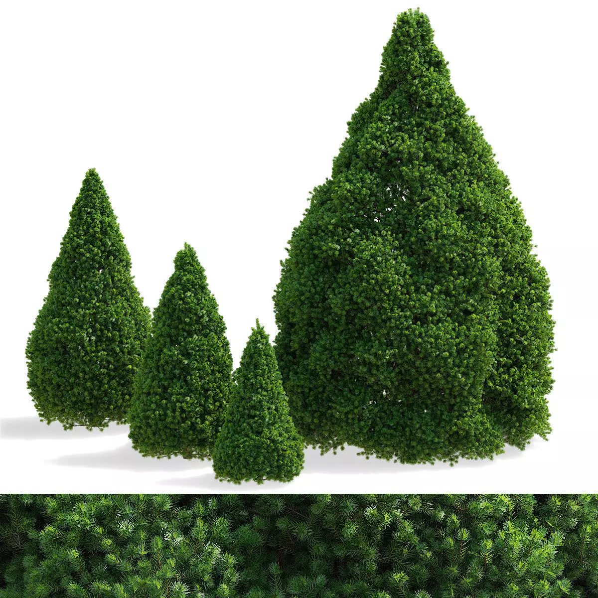 Picea glauca Conica 3D model_0