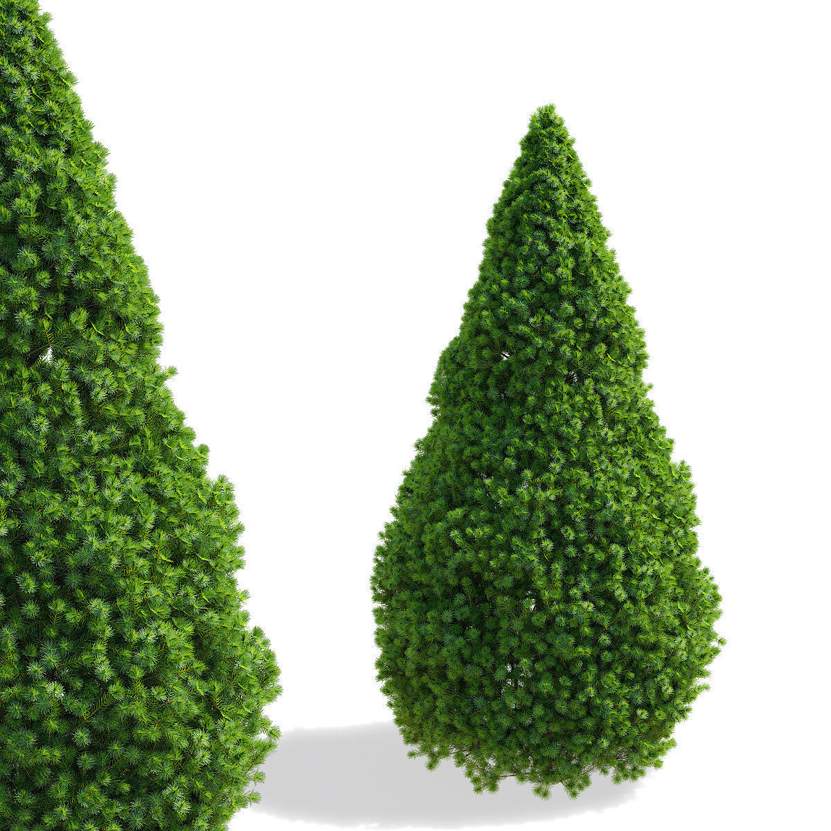 Picea glauca Conica 3D model_4