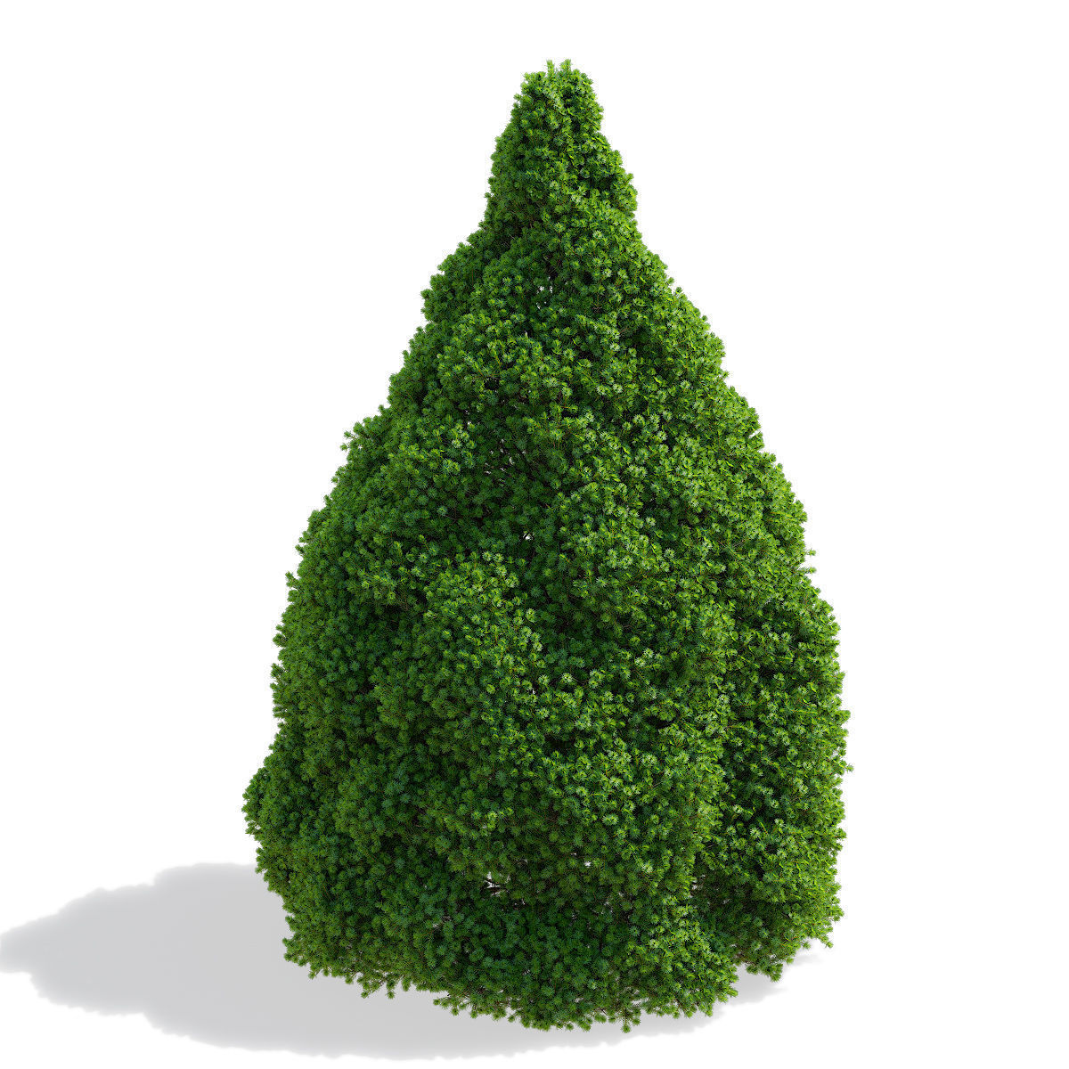 Picea glauca Conica 3D model_2
