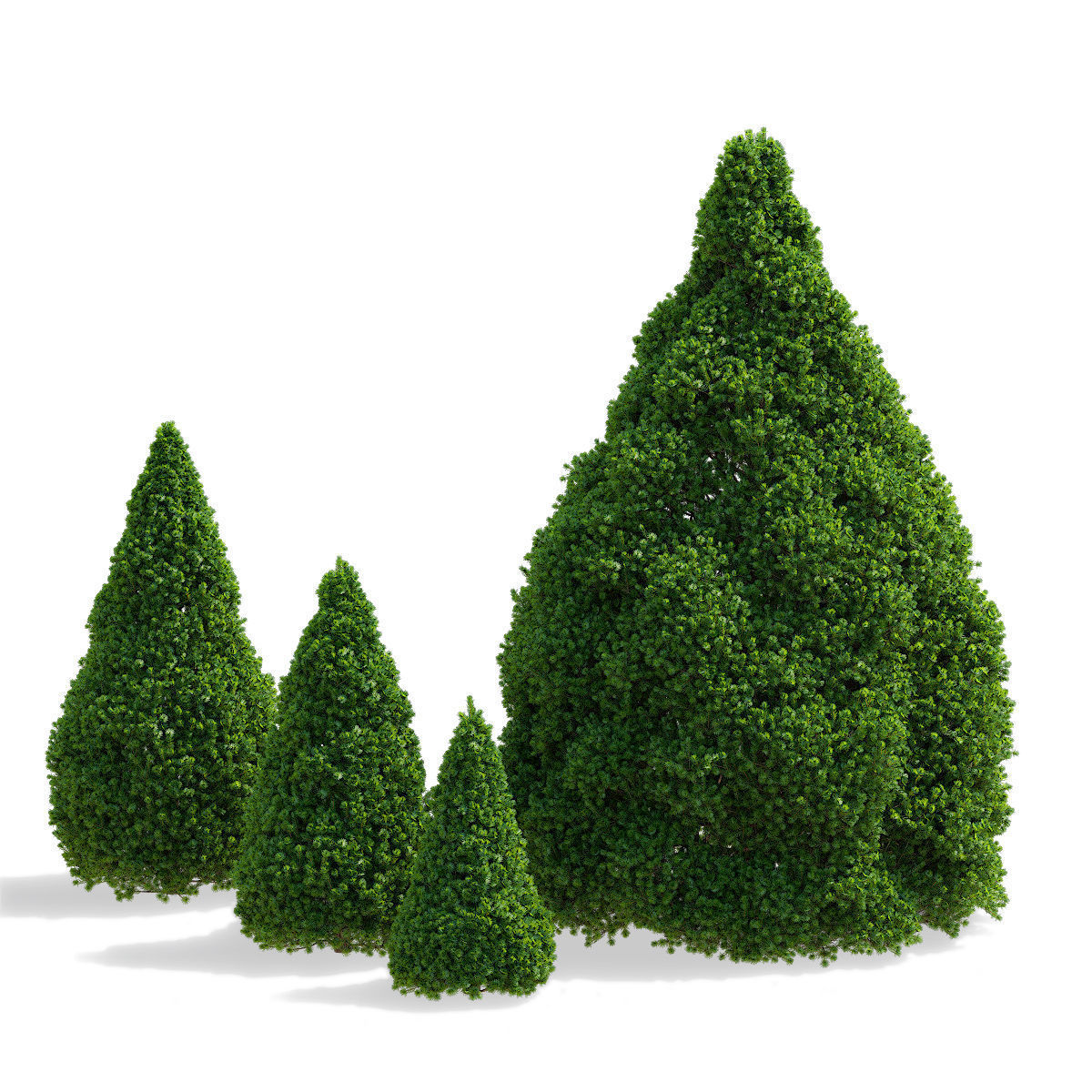 Picea glauca Conica 3D model_8