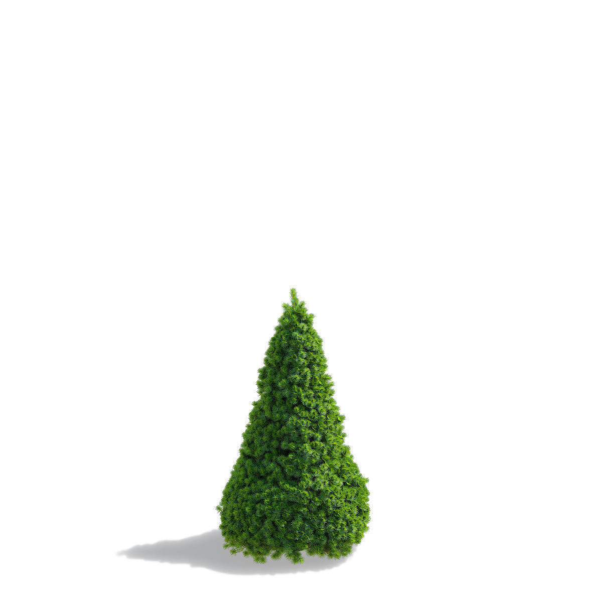 Picea glauca Conica 3D model_7