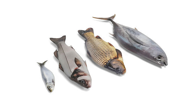 Fish 2 set Low-poly 3D model 2