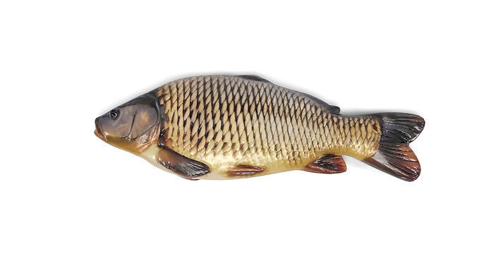Fish 2 set Low-poly 3D model 7