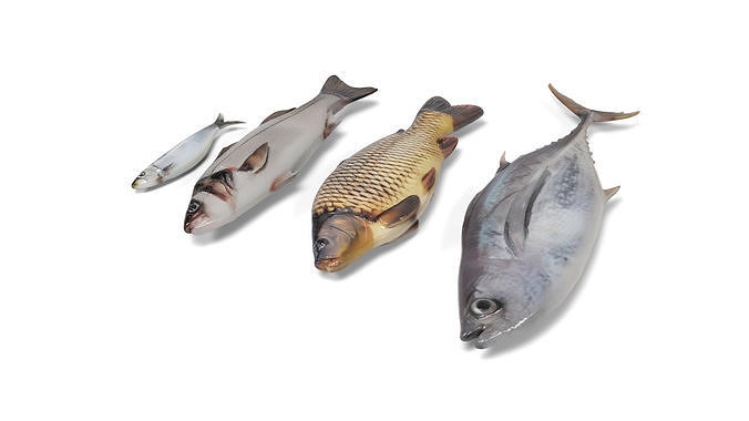 Fish 2 set Low-poly 3D model 3
