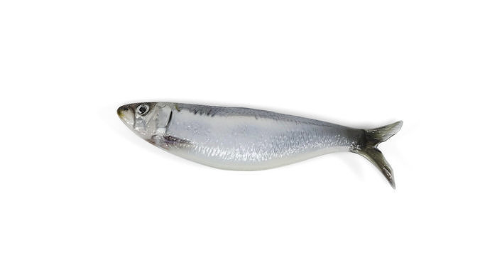Fish 2 set Low-poly 3D model 6
