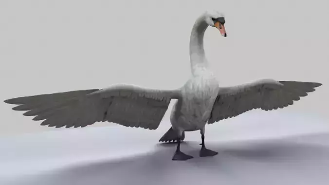 Swan Animation 3D model