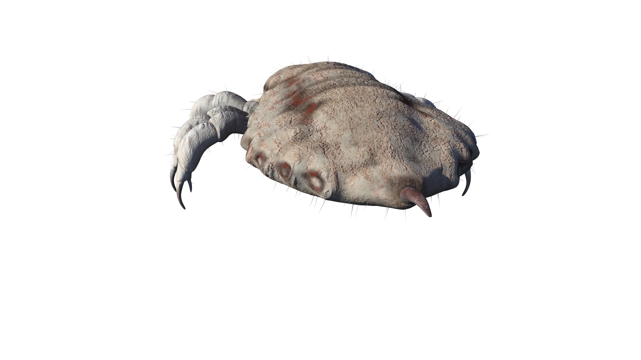 PHOTOREALISTIC ANIMATED LICE 3D model_17