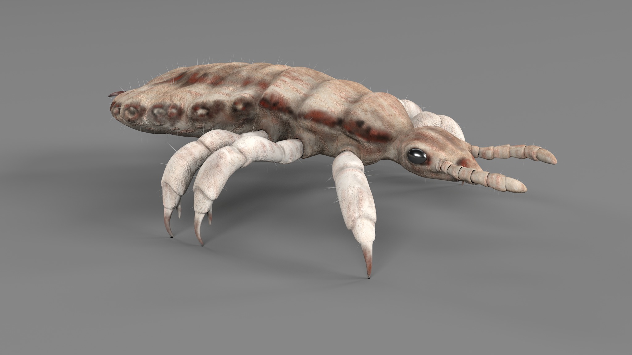 PHOTOREALISTIC ANIMATED LICE 3D model_49