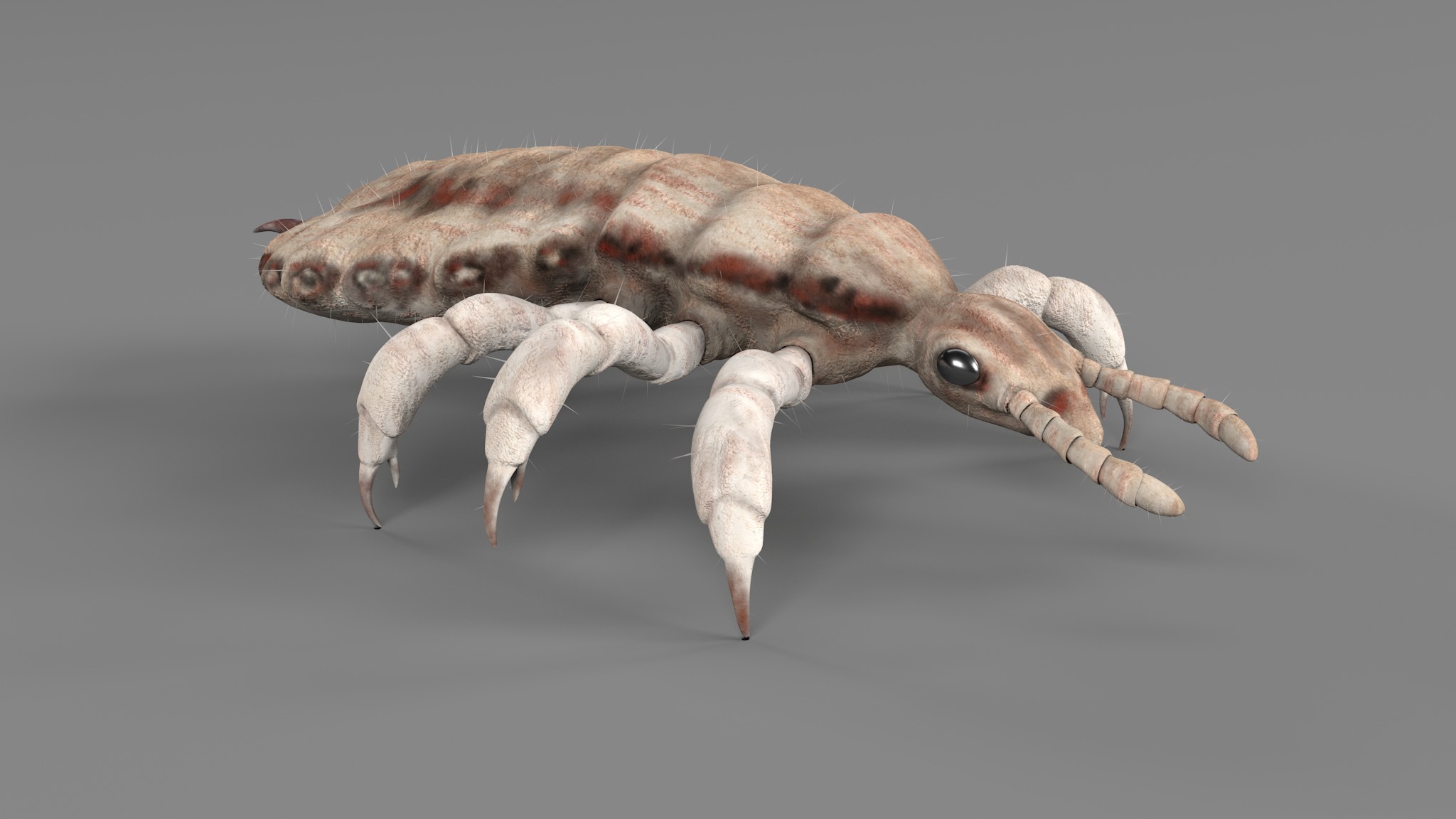 PHOTOREALISTIC ANIMATED LICE 3D model_79
