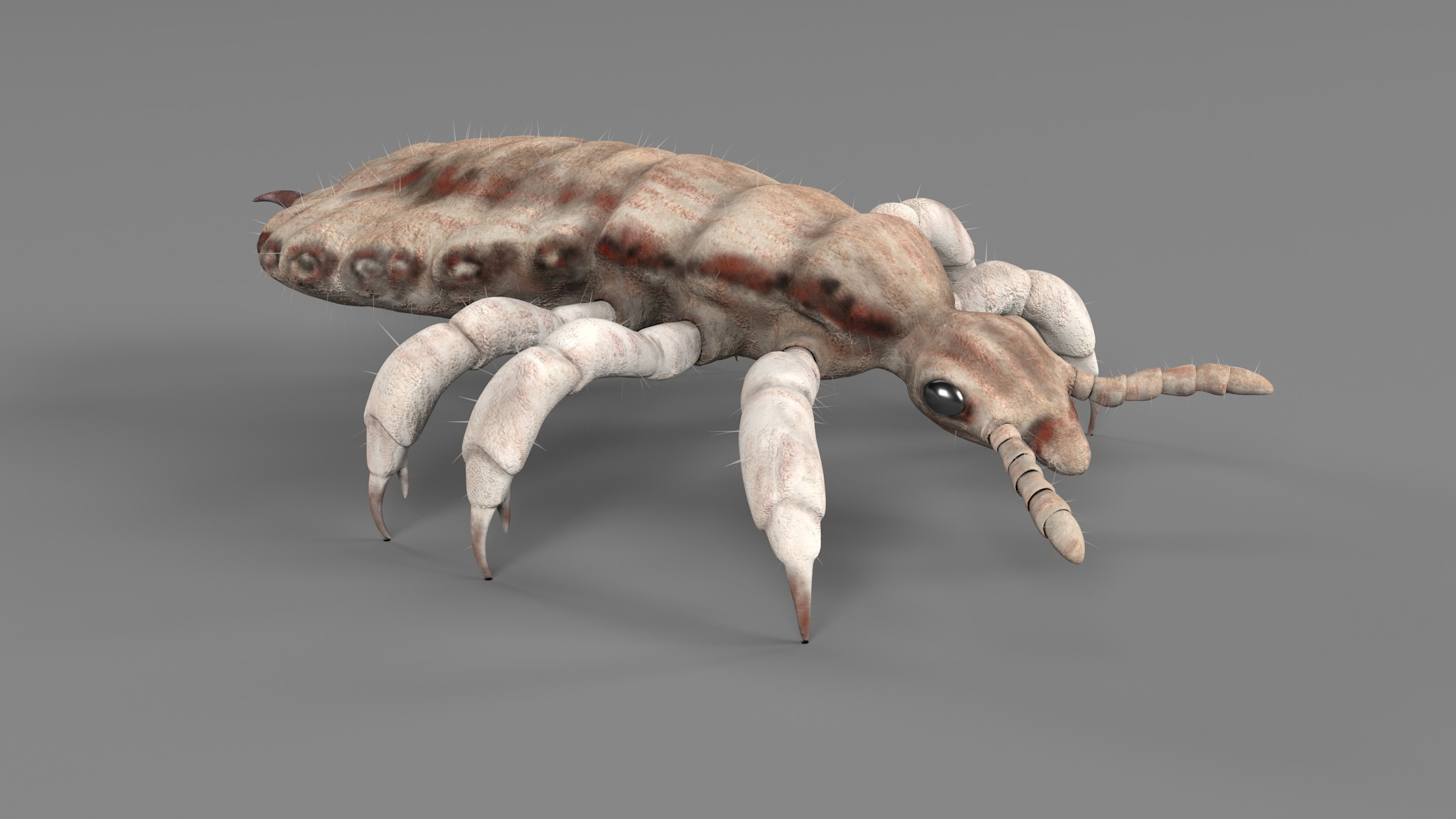 PHOTOREALISTIC ANIMATED LICE 3D model_109