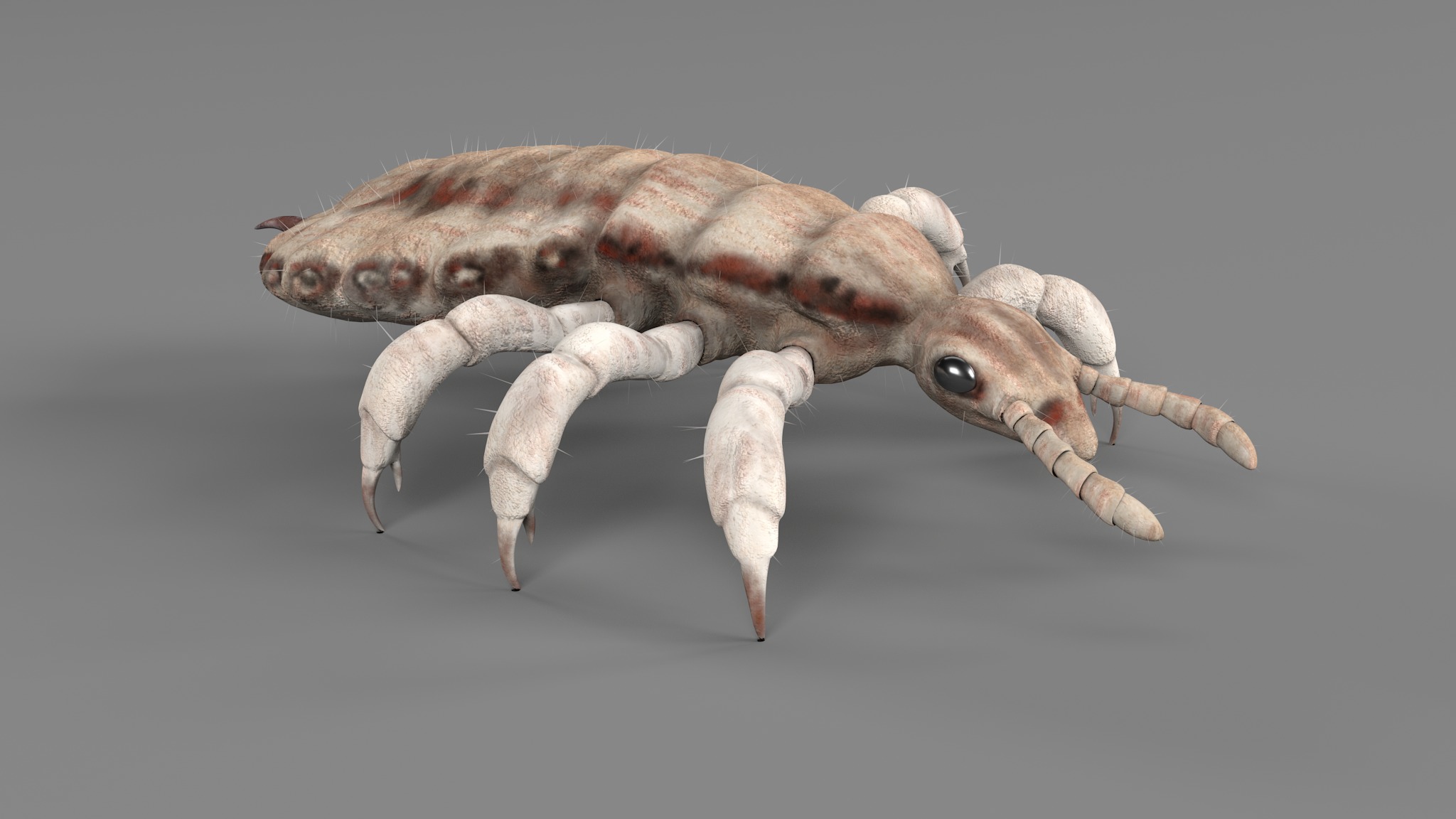 PHOTOREALISTIC ANIMATED LICE 3D model_87