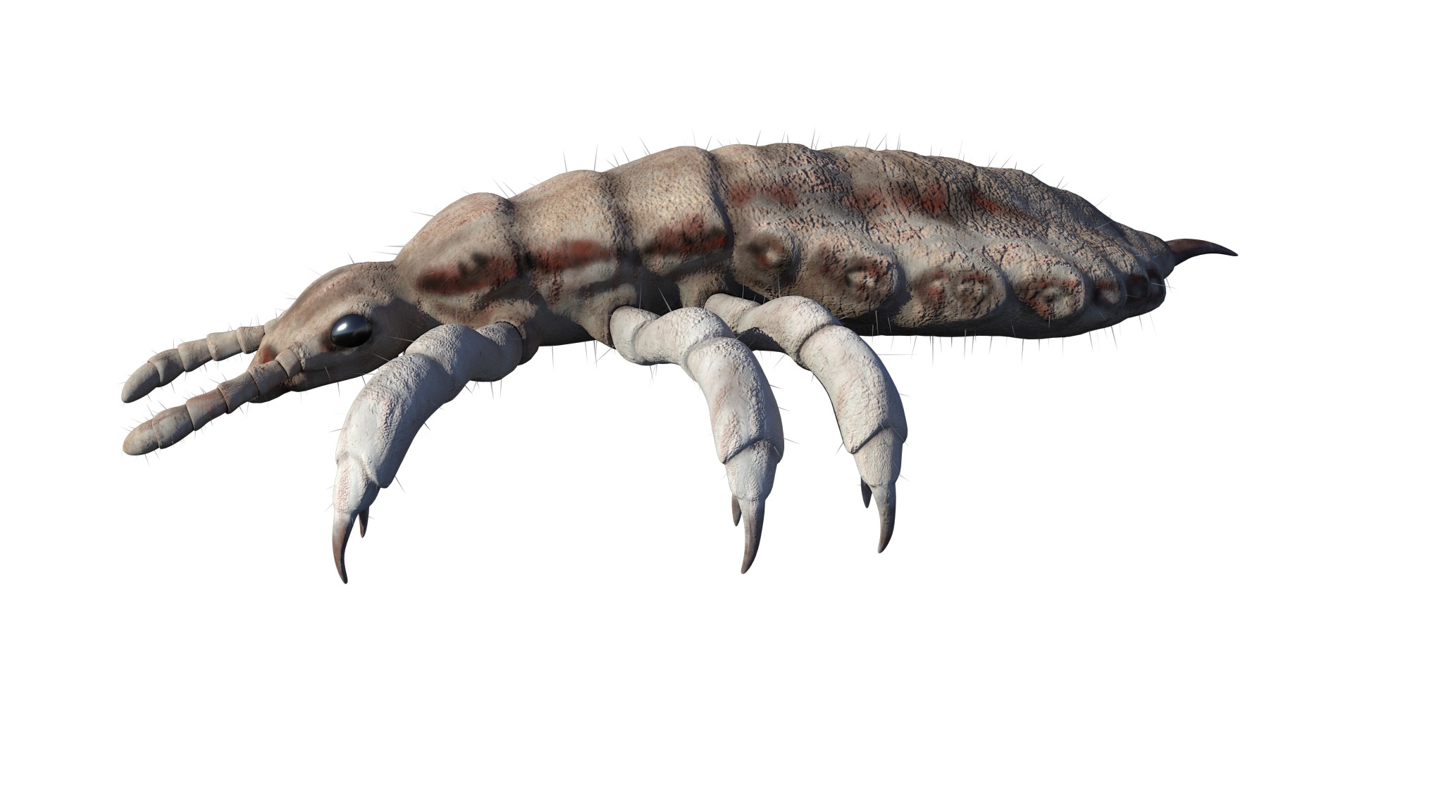 PHOTOREALISTIC ANIMATED LICE 3D model_23