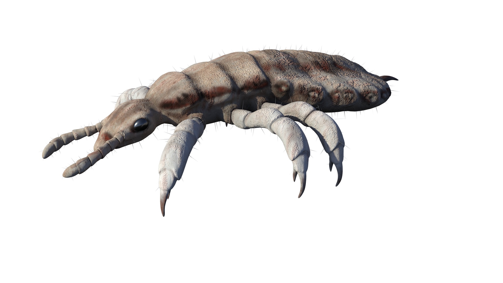 PHOTOREALISTIC ANIMATED LICE 3D model_24