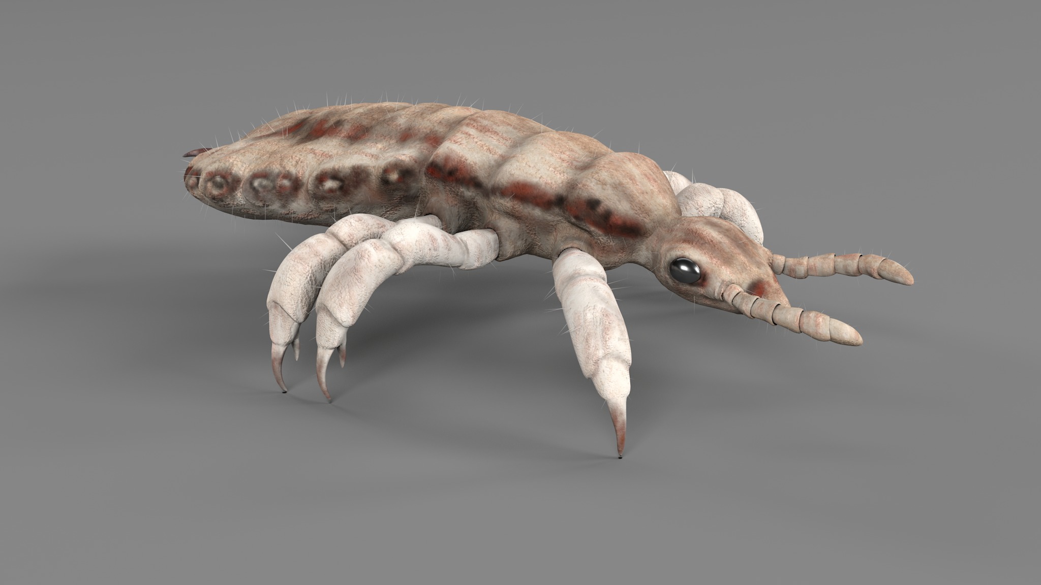 PHOTOREALISTIC ANIMATED LICE 3D model_103
