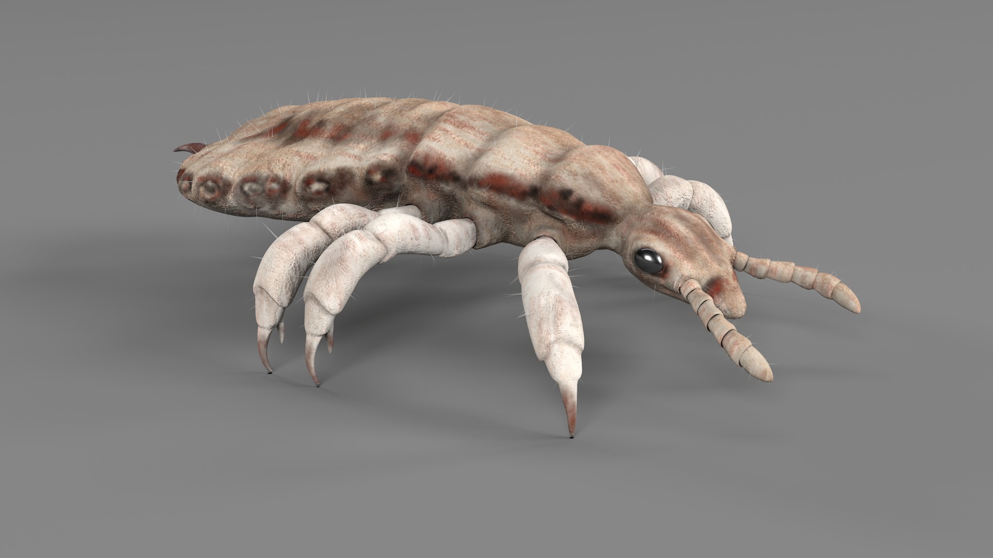 PHOTOREALISTIC ANIMATED LICE 3D model_37