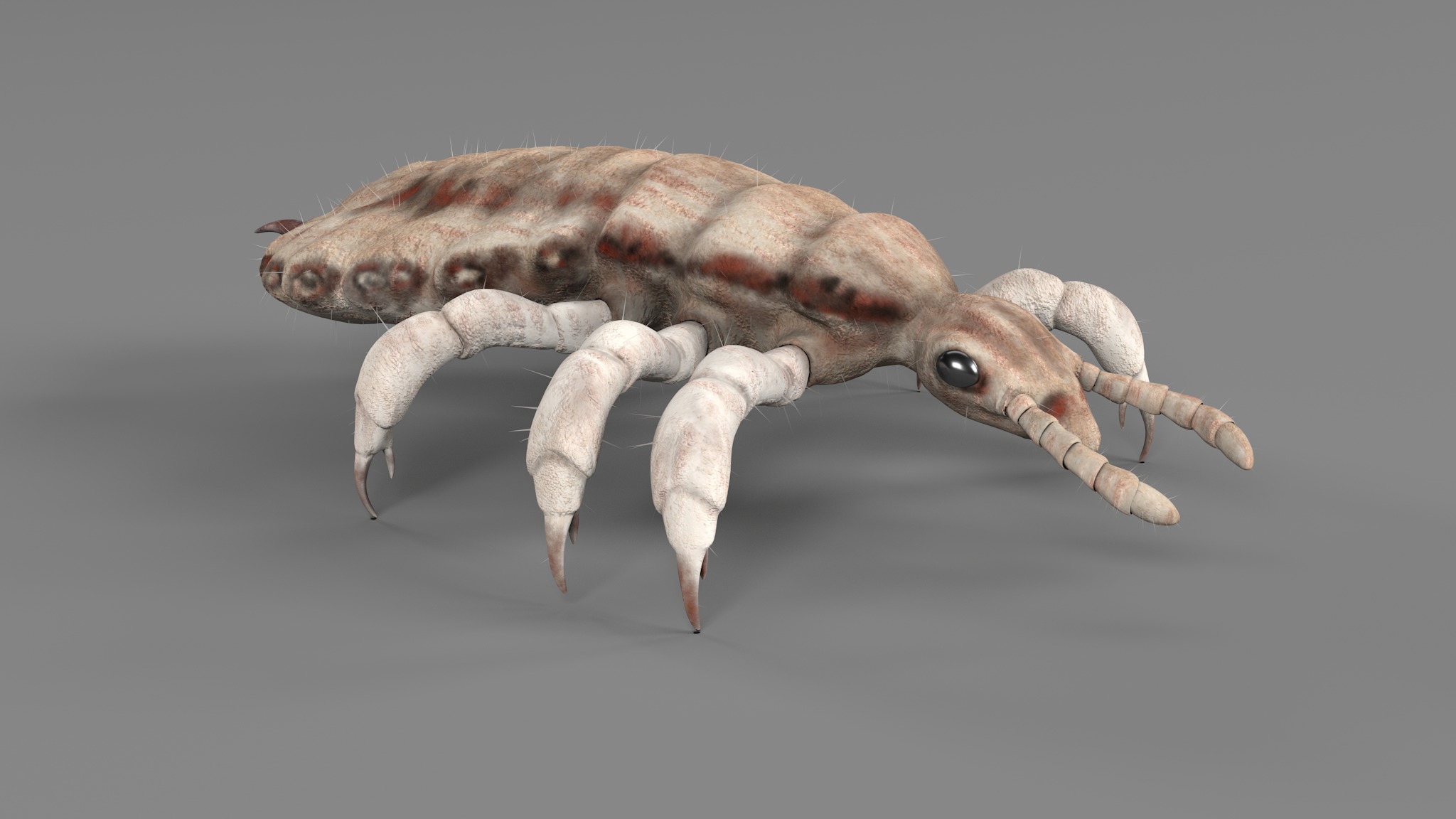 PHOTOREALISTIC ANIMATED LICE 3D model_122