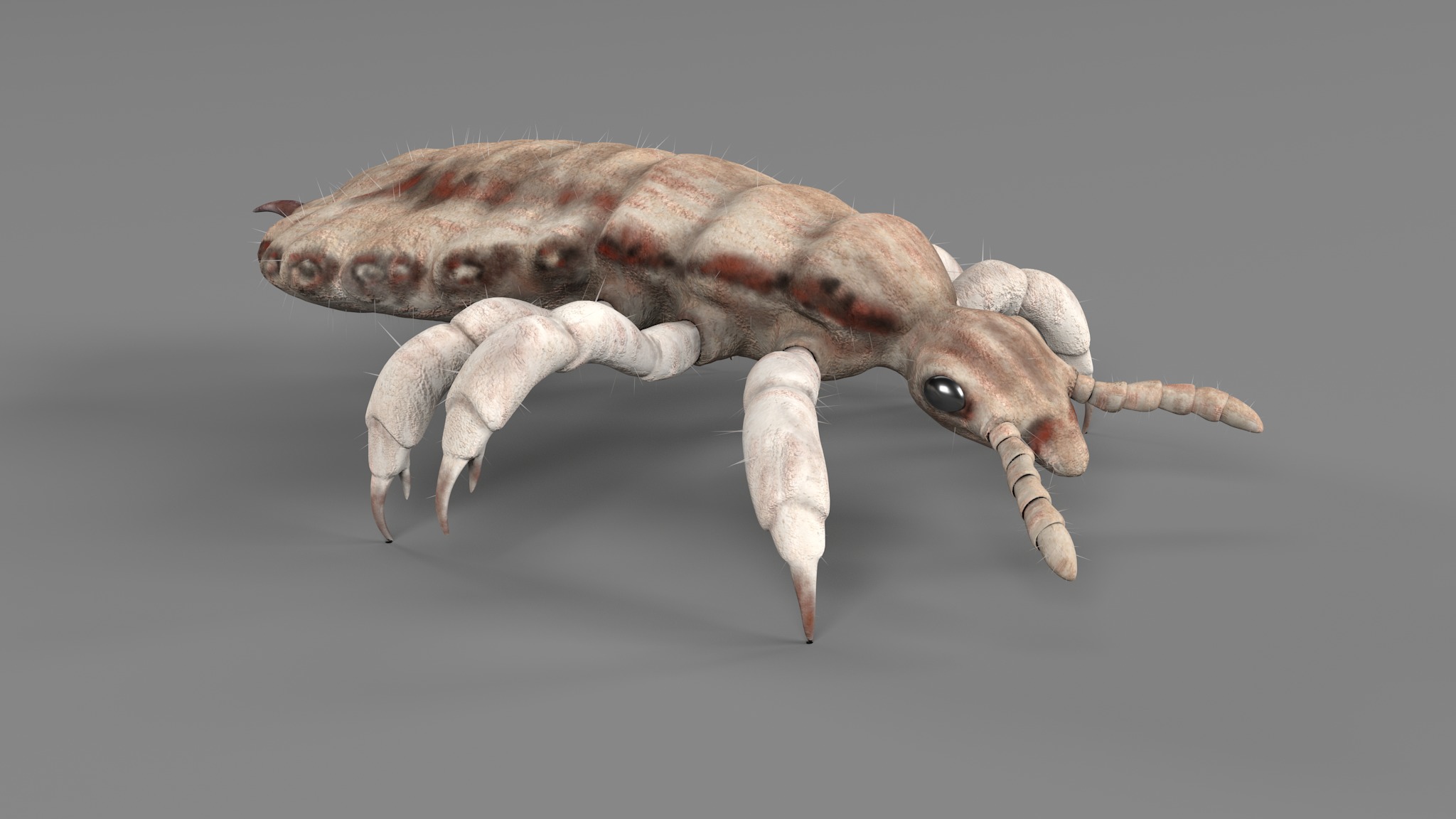 PHOTOREALISTIC ANIMATED LICE 3D model_77