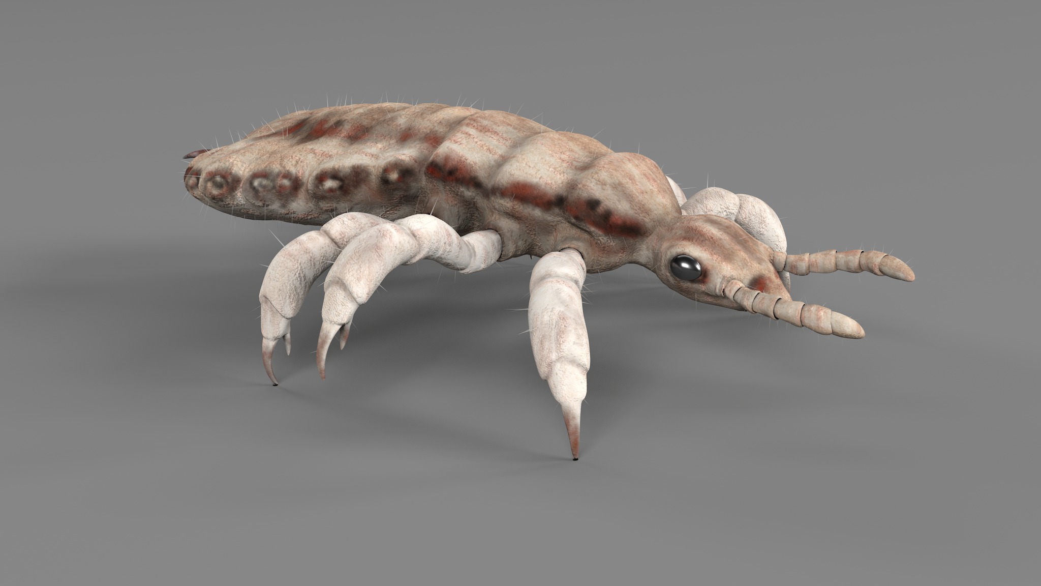 PHOTOREALISTIC ANIMATED LICE 3D model_59