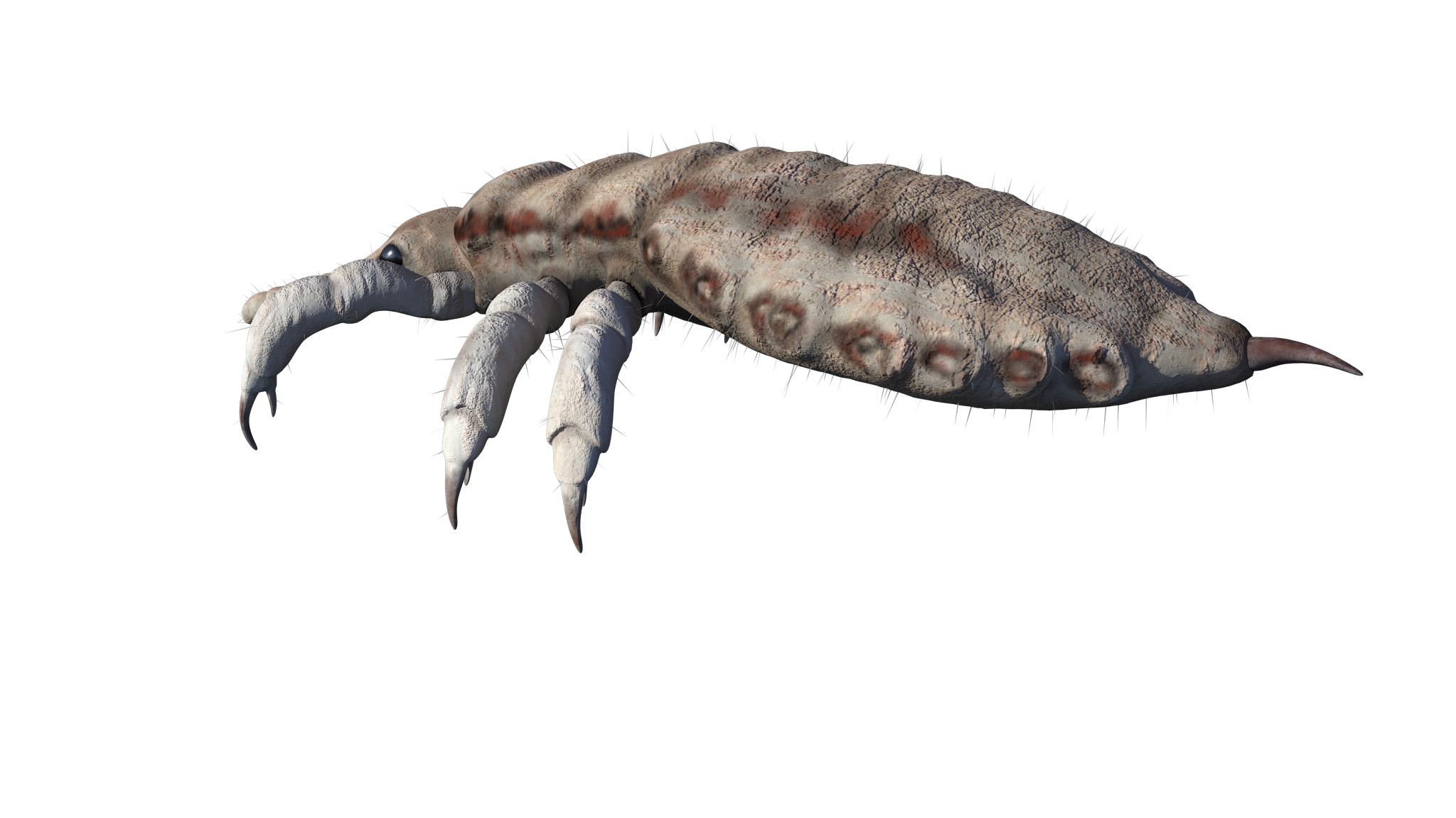 PHOTOREALISTIC ANIMATED LICE 3D model_20