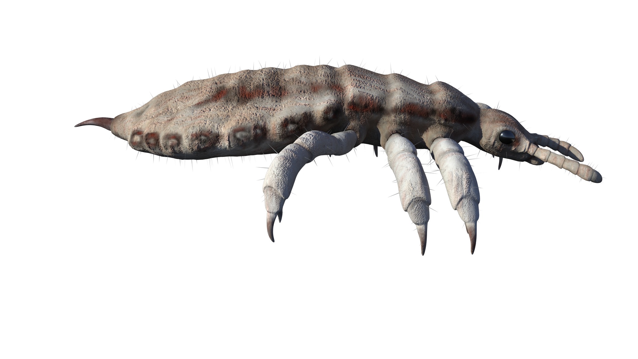 PHOTOREALISTIC ANIMATED LICE 3D model_10