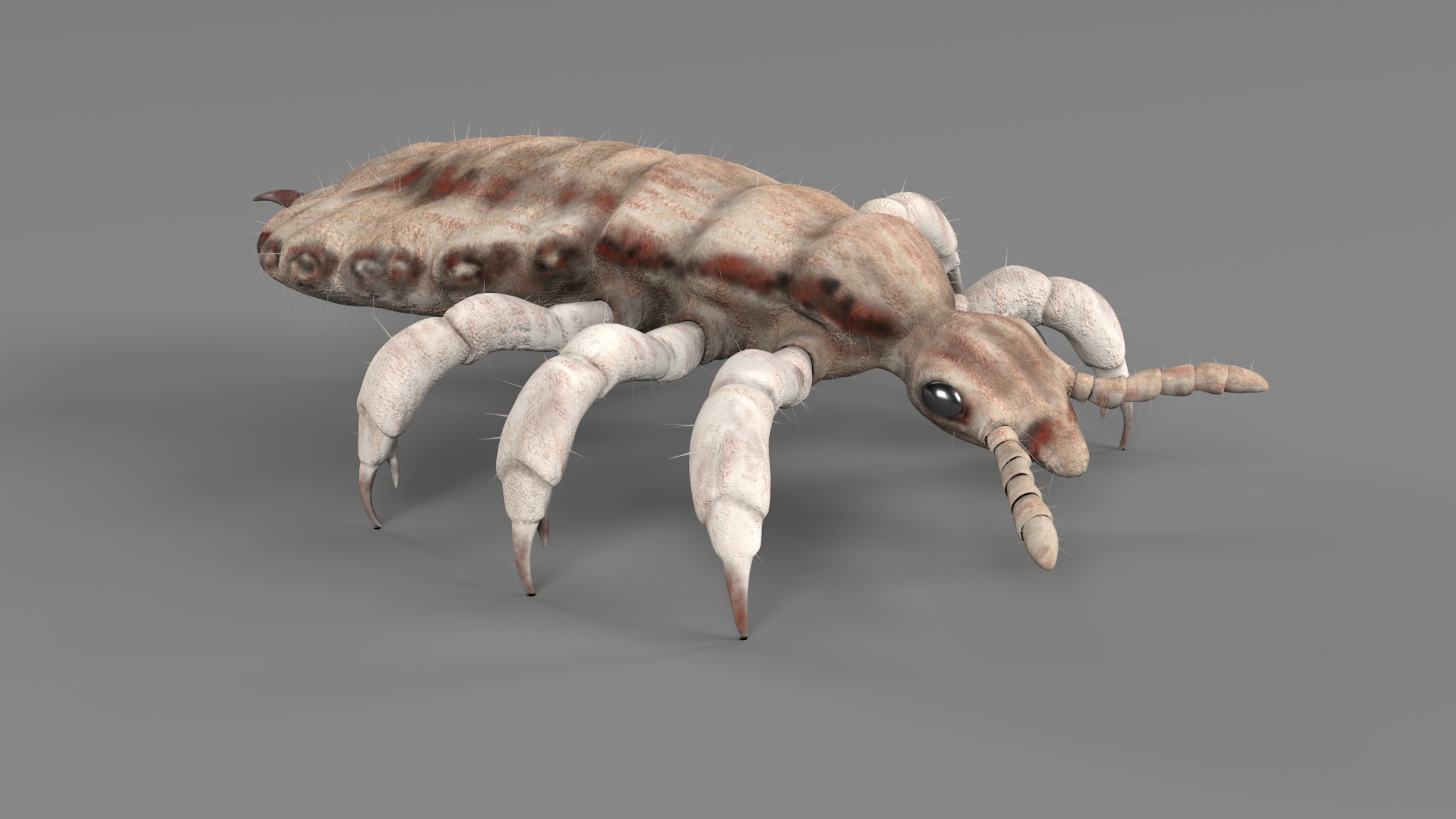 PHOTOREALISTIC ANIMATED LICE 3D model_80