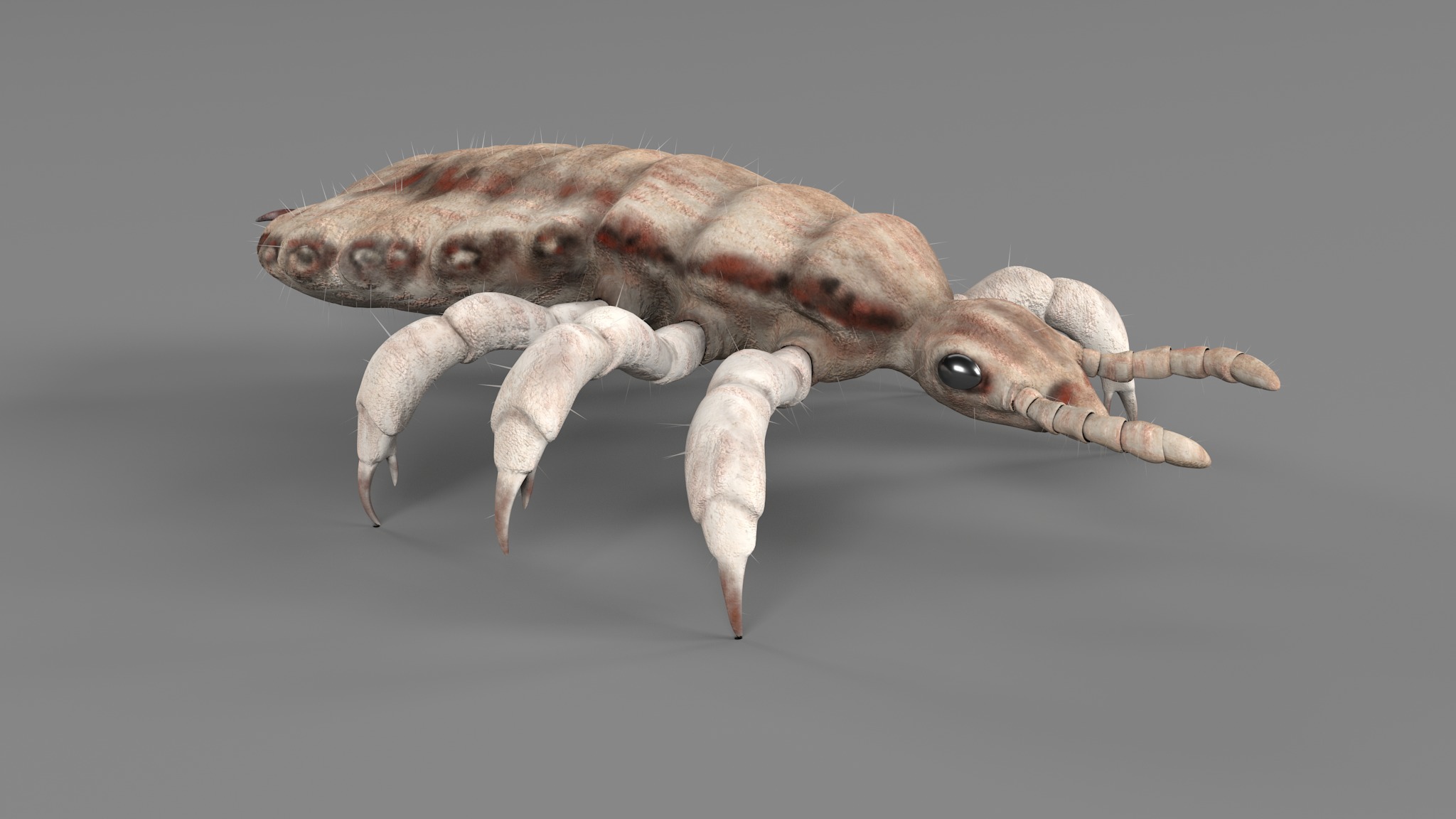 PHOTOREALISTIC ANIMATED LICE 3D model_112