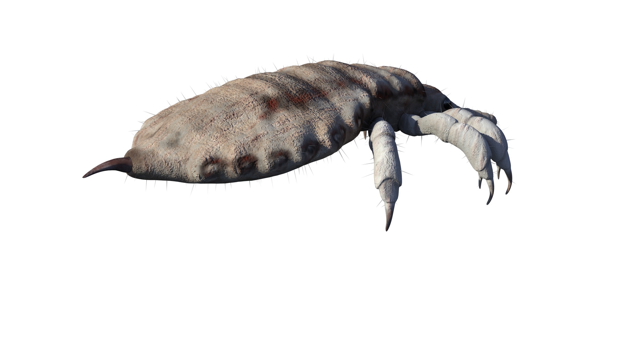 PHOTOREALISTIC ANIMATED LICE 3D model_13