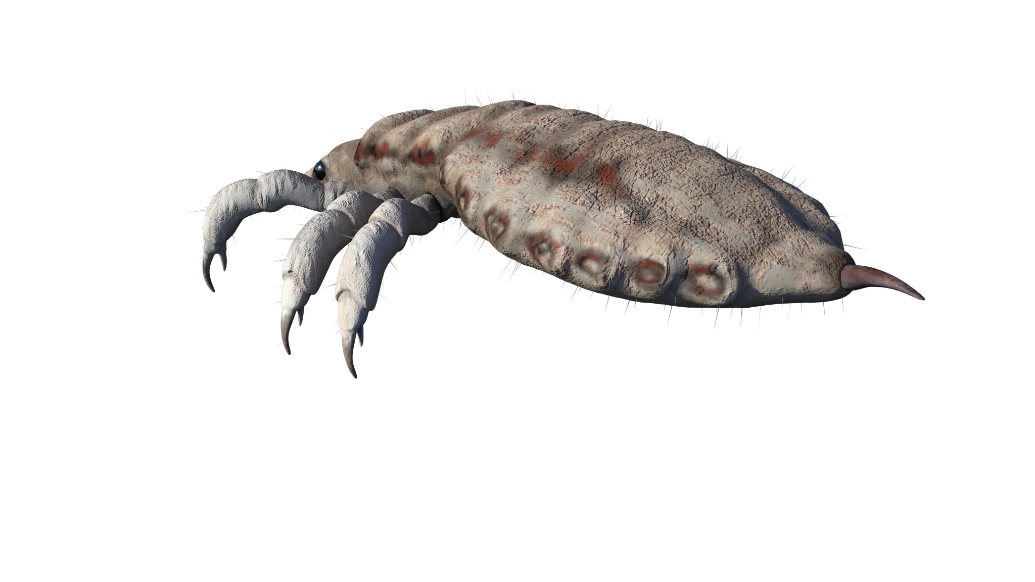 PHOTOREALISTIC ANIMATED LICE 3D model_19