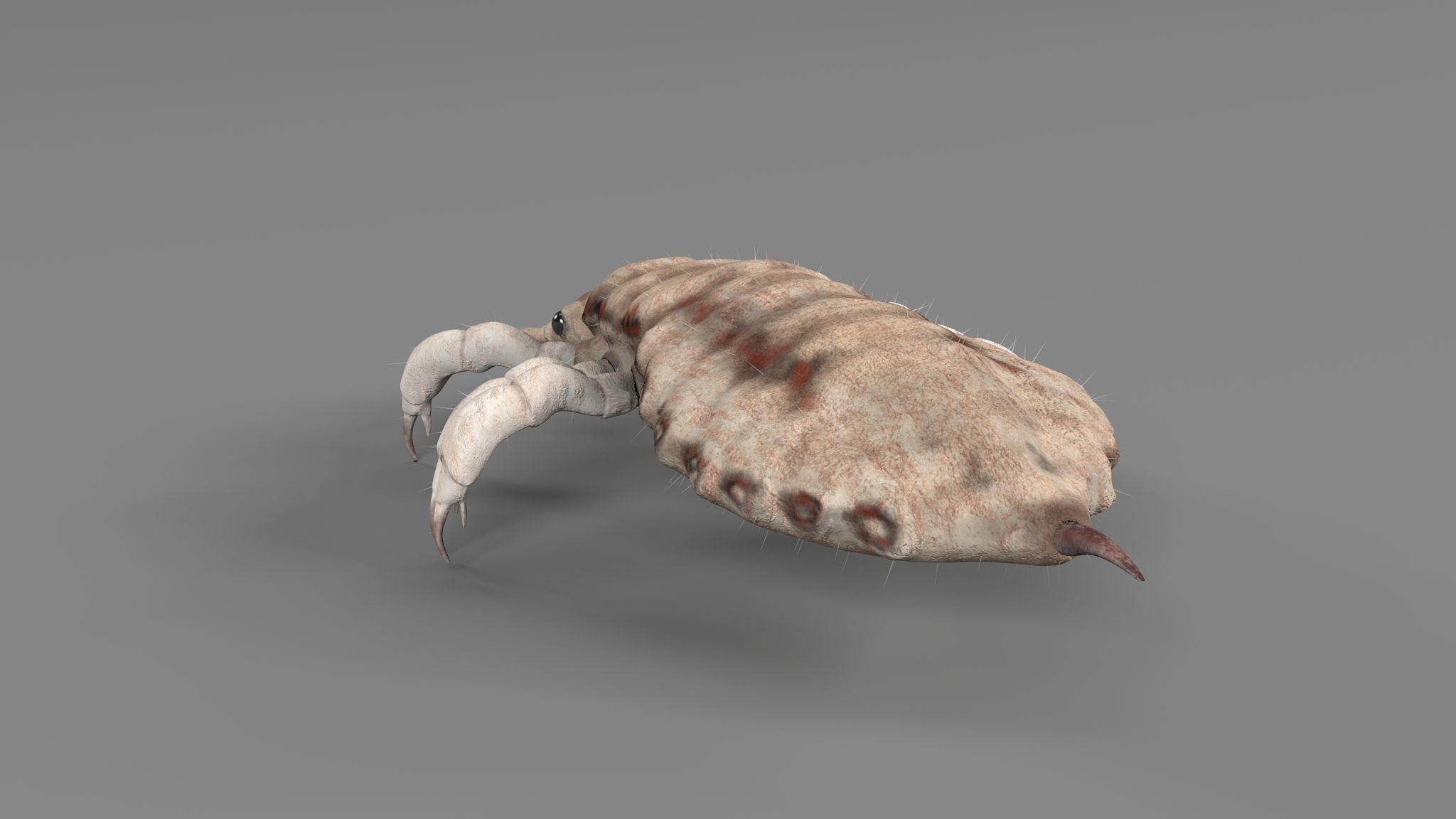 PHOTOREALISTIC ANIMATED LICE 3D model_2