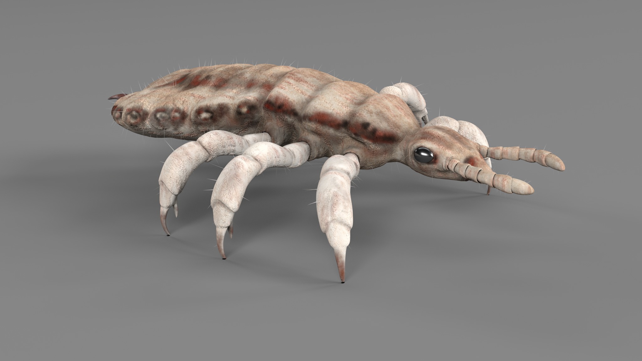 PHOTOREALISTIC ANIMATED LICE 3D model_120