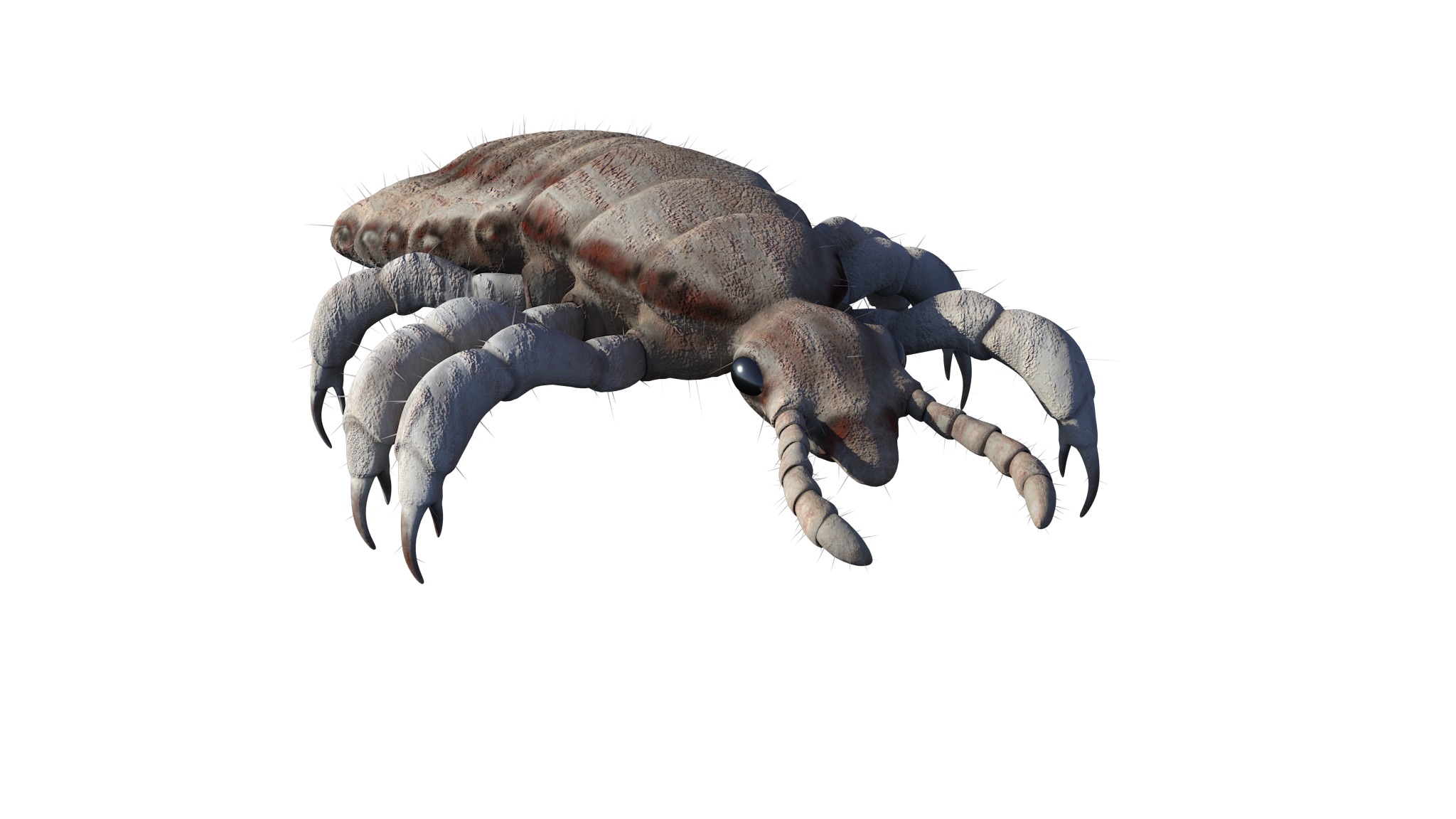 PHOTOREALISTIC ANIMATED LICE 3D model_7