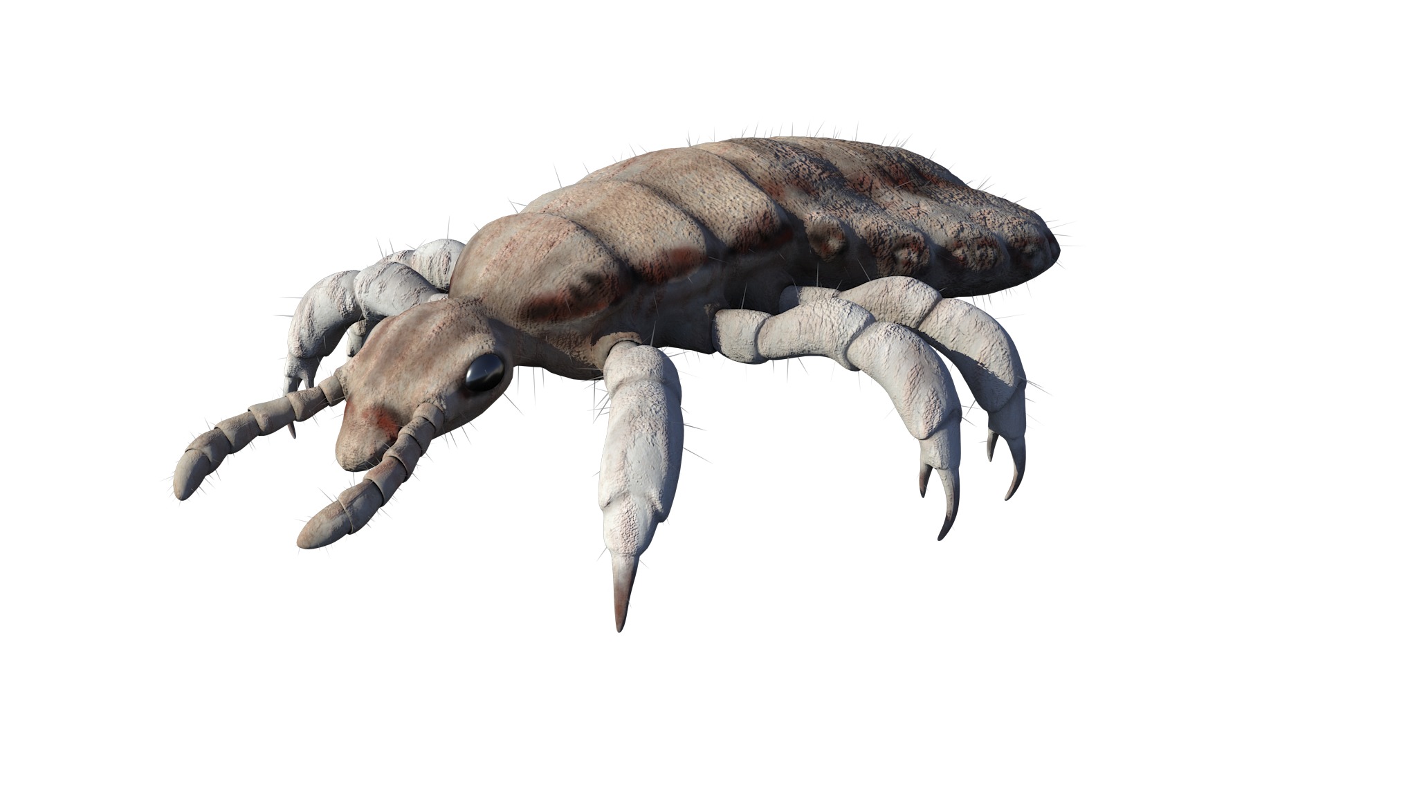 PHOTOREALISTIC ANIMATED LICE 3D model_25