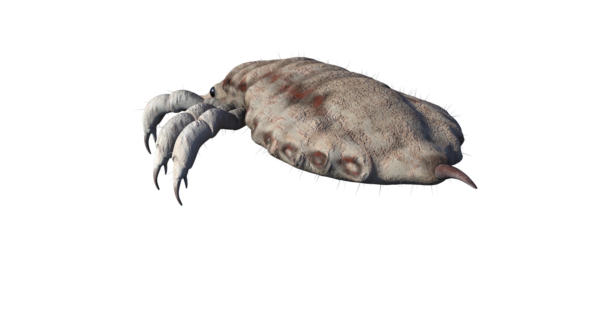 PHOTOREALISTIC ANIMATED LICE 3D model_18