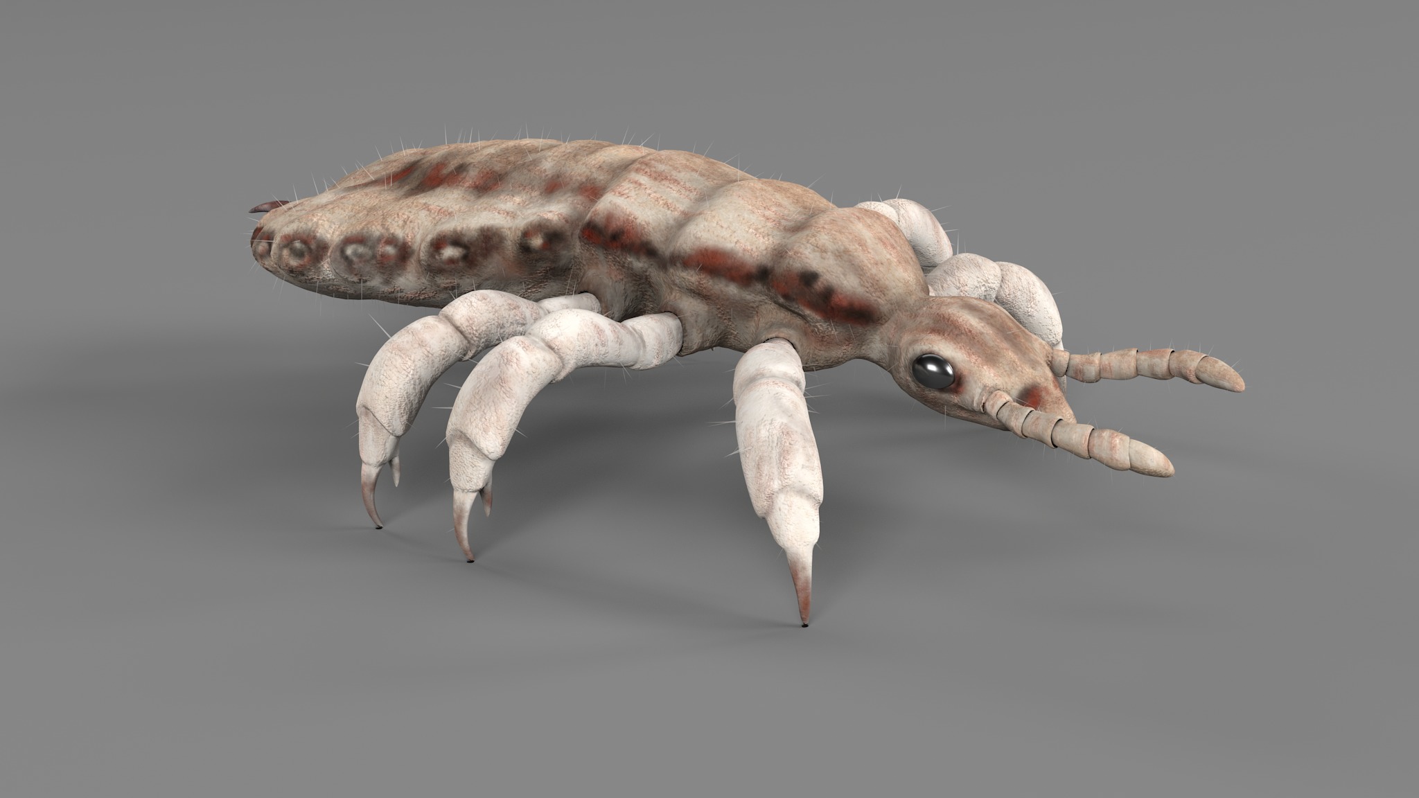 PHOTOREALISTIC ANIMATED LICE 3D model_93