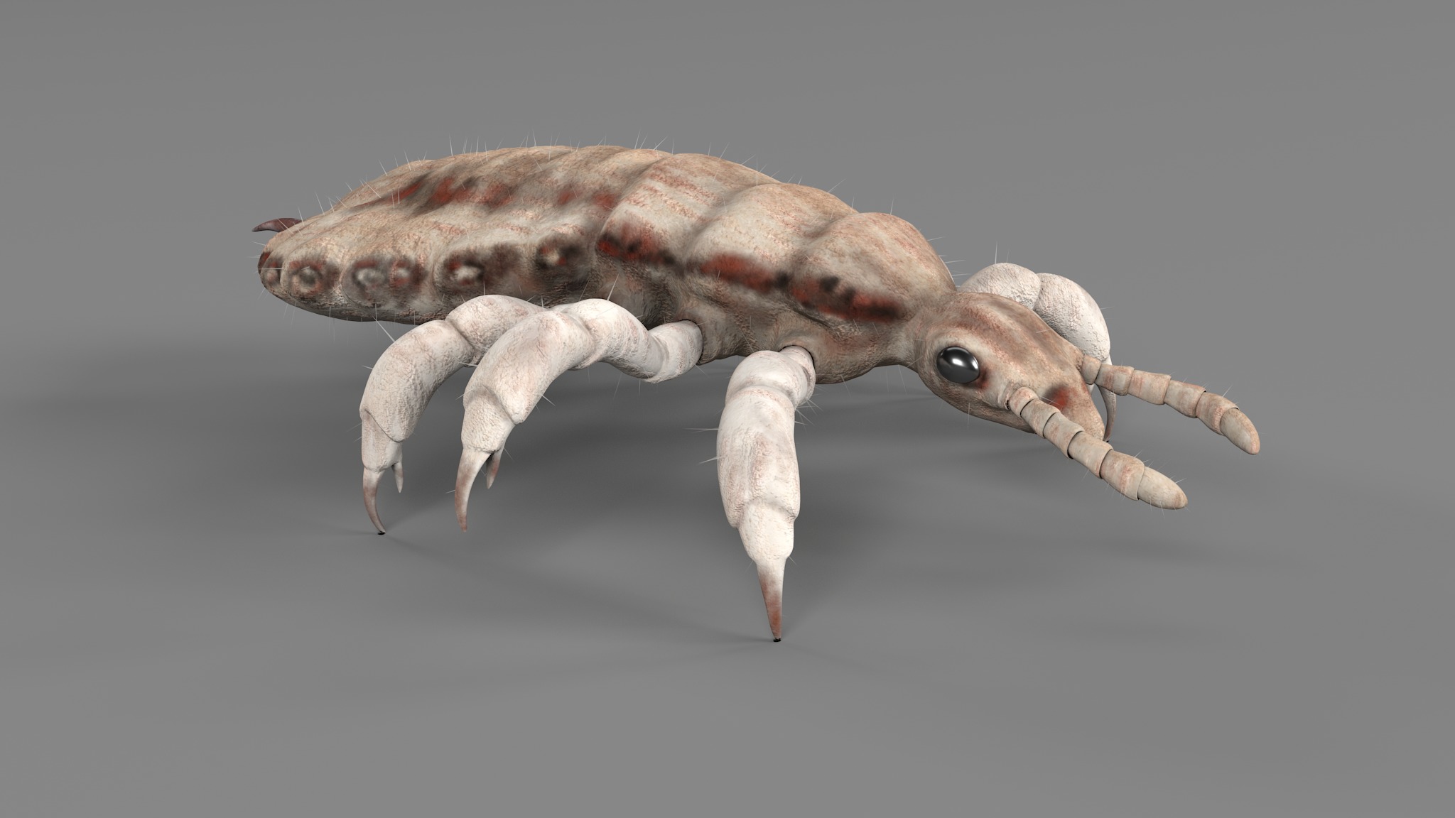 PHOTOREALISTIC ANIMATED LICE 3D model_67