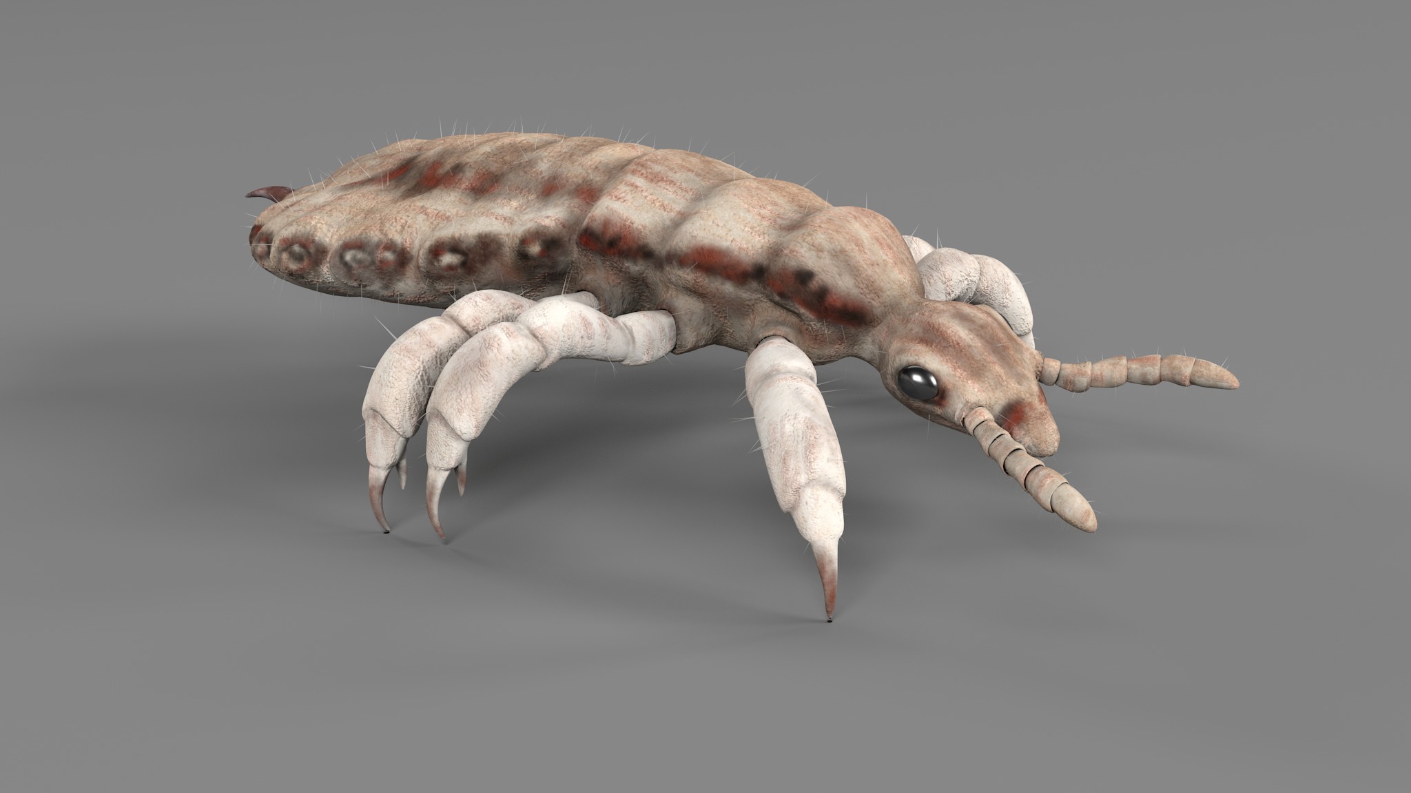 PHOTOREALISTIC ANIMATED LICE 3D model_90