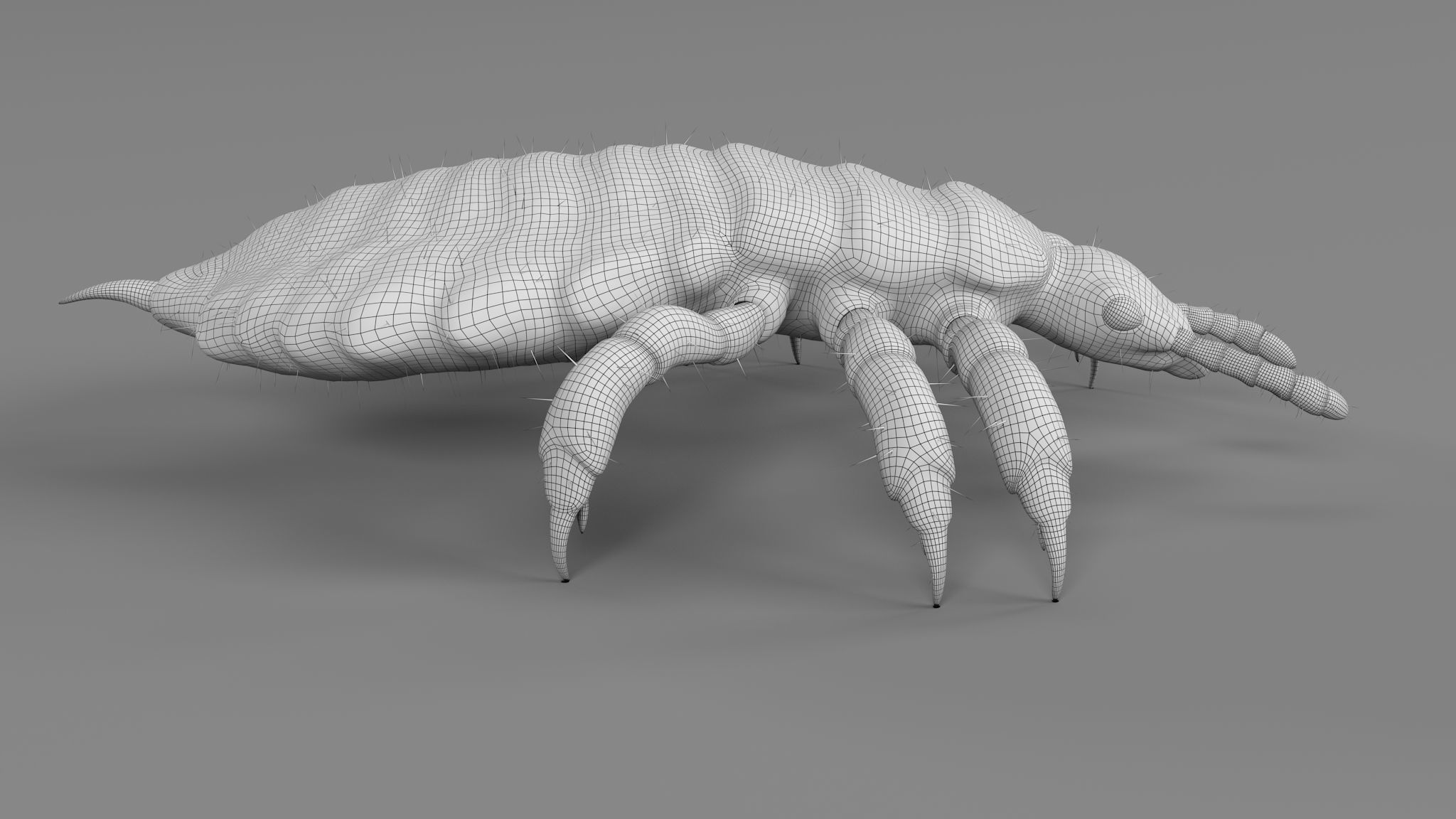 PHOTOREALISTIC ANIMATED LICE 3D model_33